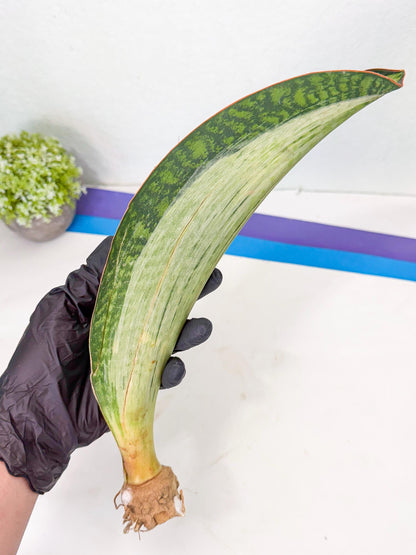 Sansevieria Masoniana Bruda (bb) (12) | Masoniana Var x Eliptica Var
