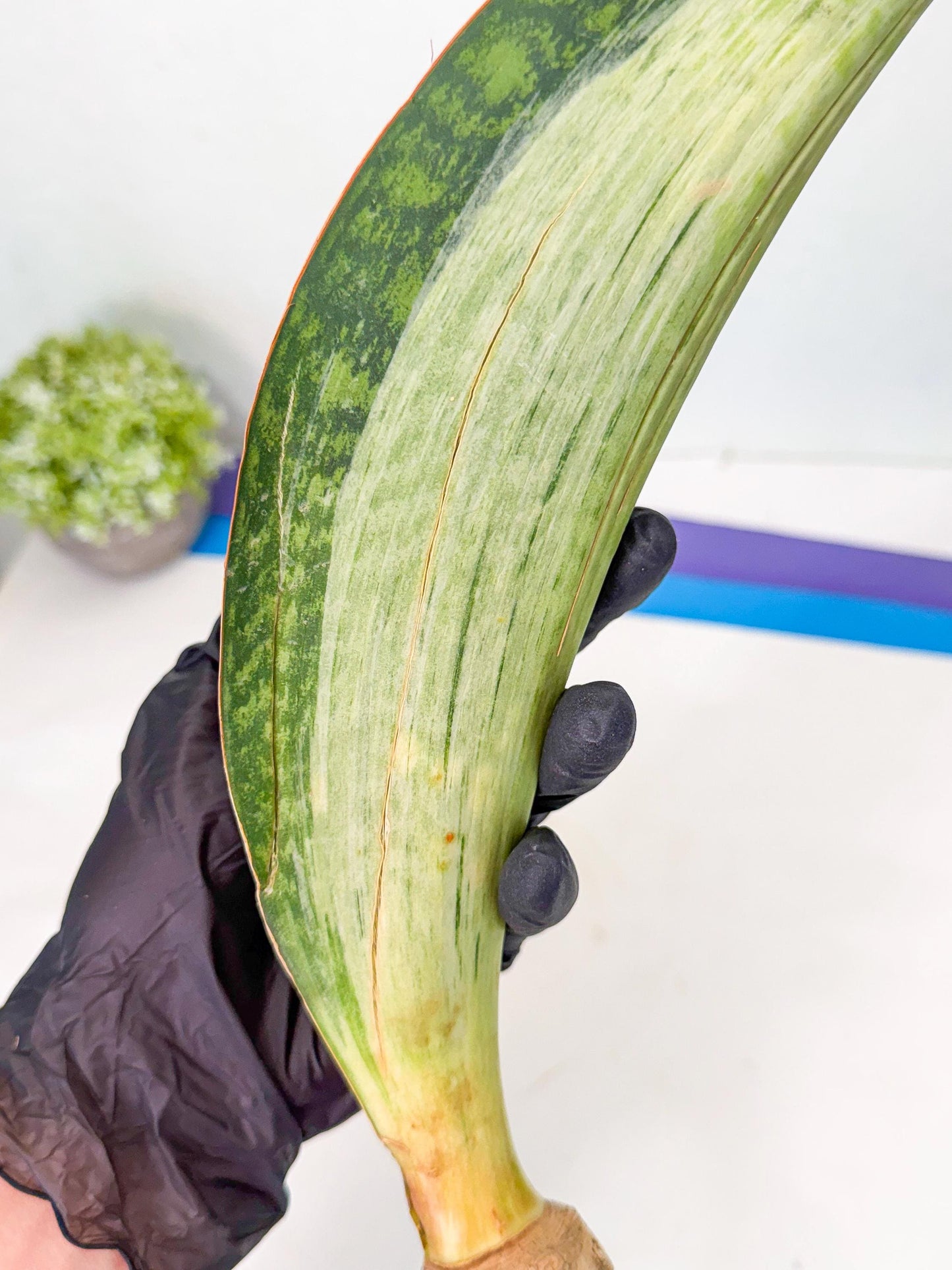Sansevieria Masoniana Bruda (bb) (12) | Masoniana Var x Eliptica Var