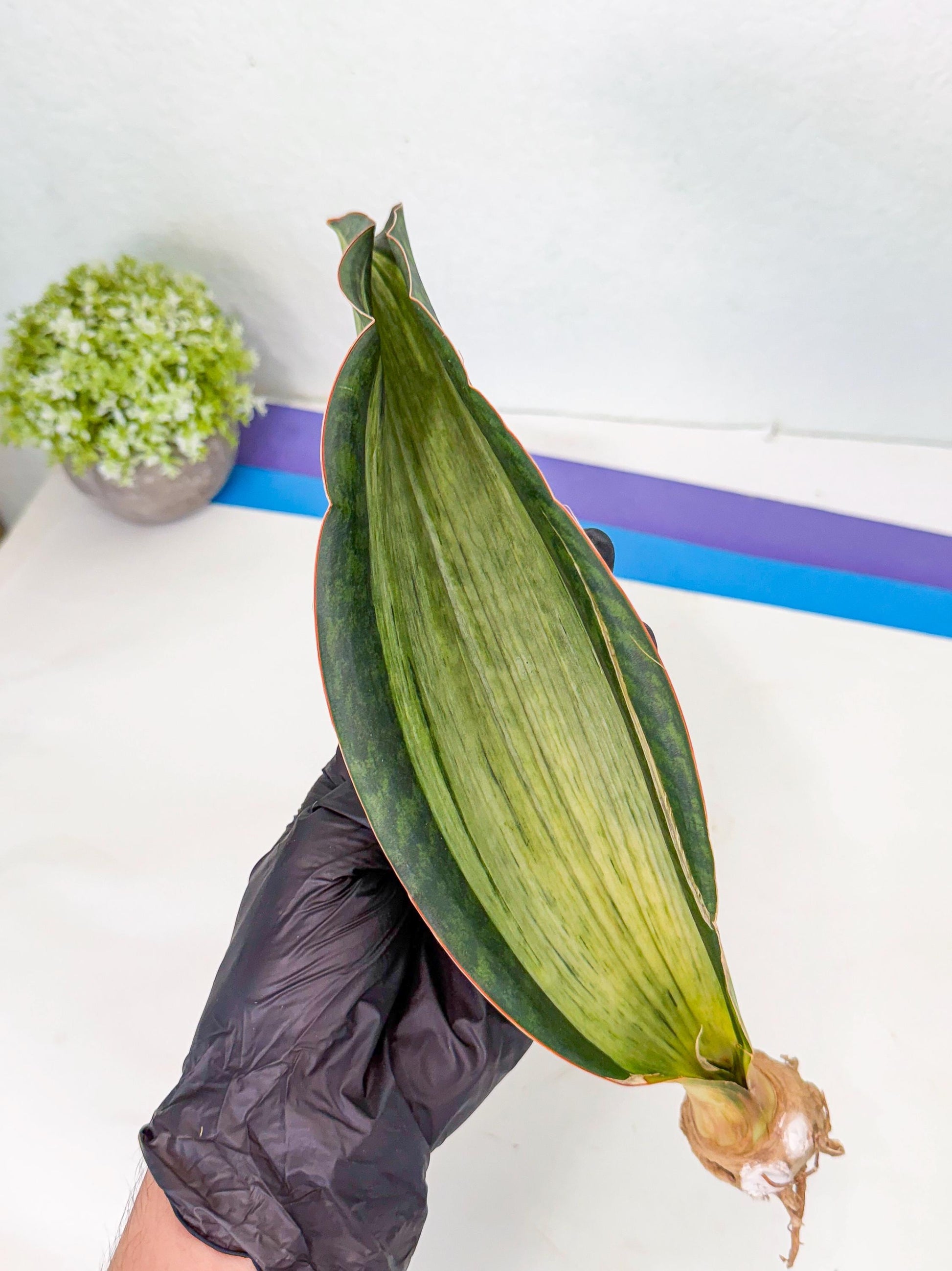 Sansevieria Masoniana Bruda (bb) (12) | Masoniana Var x Eliptica Var
