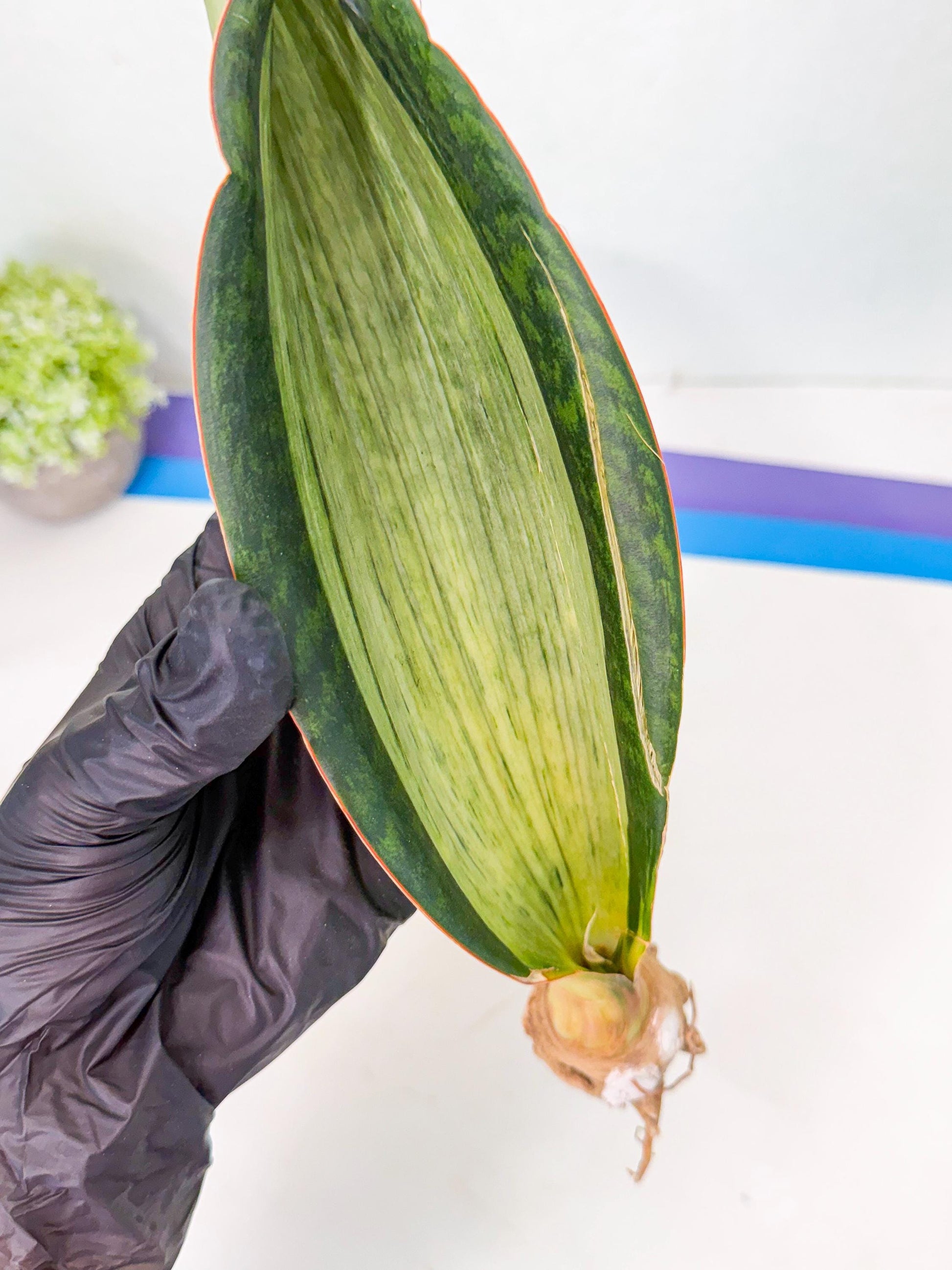 Sansevieria Masoniana Bruda (bb) (12) | Masoniana Var x Eliptica Var