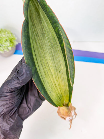 Sansevieria Masoniana Bruda (bb) (12) | Masoniana Var x Eliptica Var