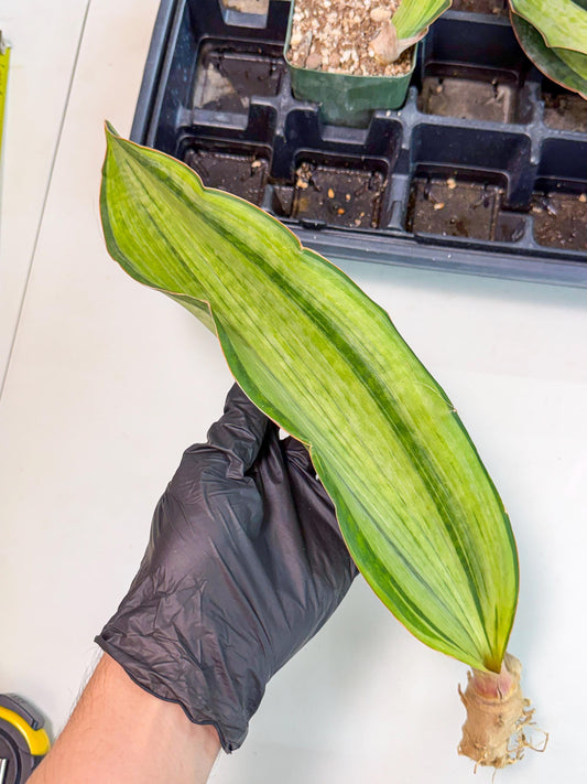Sansevieria Masoniana Bruda (bb) (14) | Masoniana Var x Eliptica Var