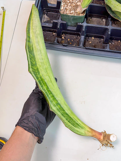 Sansevieria Masoniana Bruda (bb) (14) | Masoniana Var x Eliptica Var
