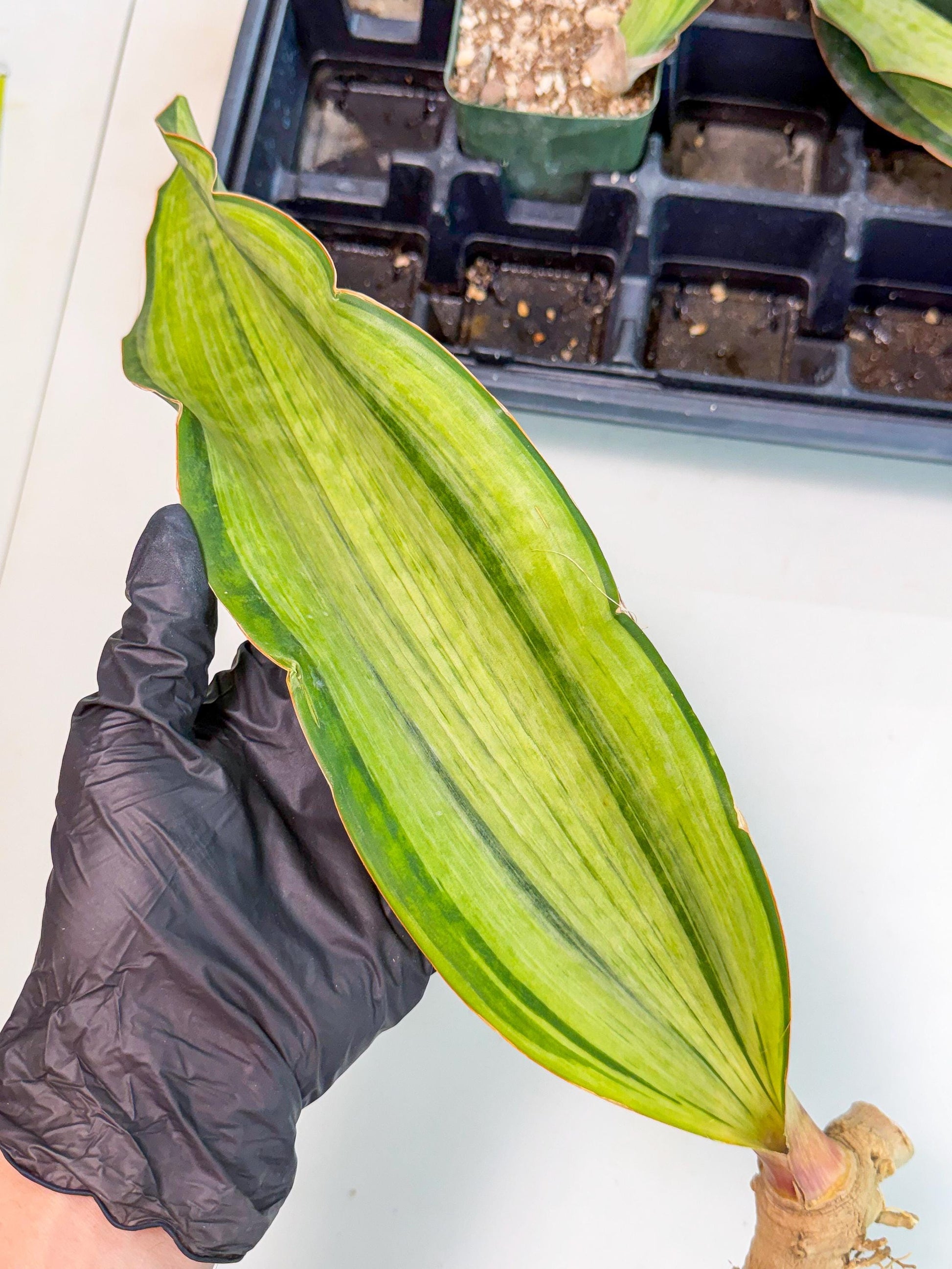 Sansevieria Masoniana Bruda (bb) (14) | Masoniana Var x Eliptica Var