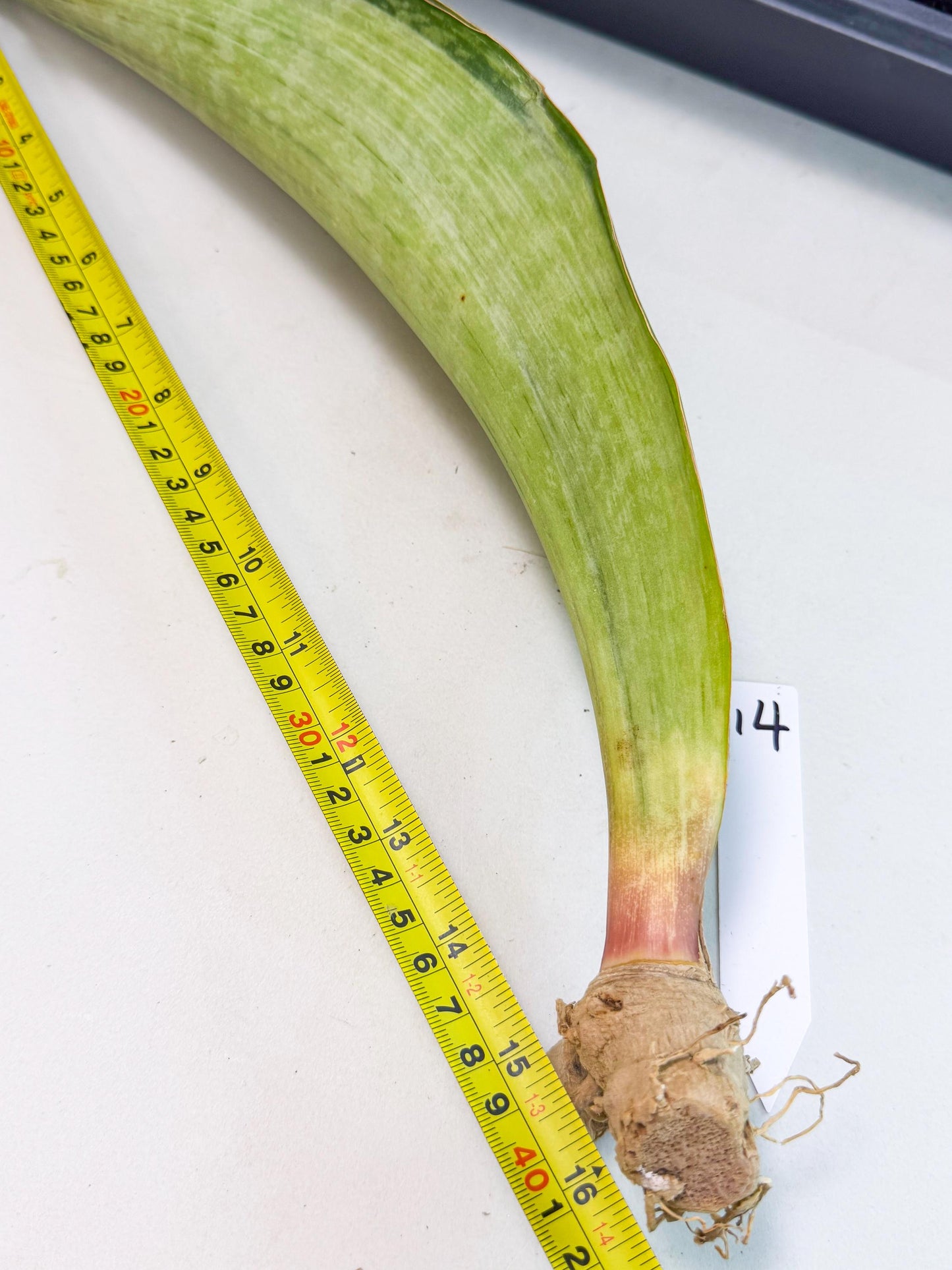 Sansevieria Masoniana Bruda (bb) (14) | Masoniana Var x Eliptica Var