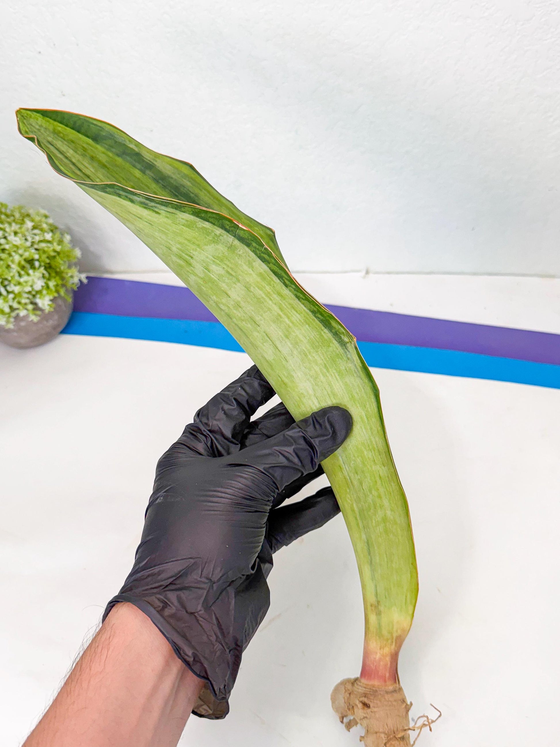 Sansevieria Masoniana Bruda (bb) (14) | Masoniana Var x Eliptica Var