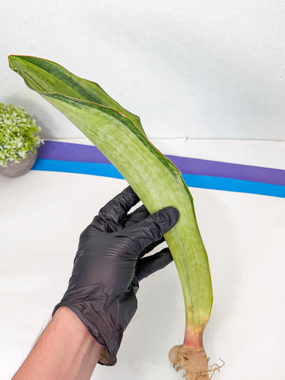 Sansevieria Masoniana Bruda (bb) (14) | Masoniana Var x Eliptica Var