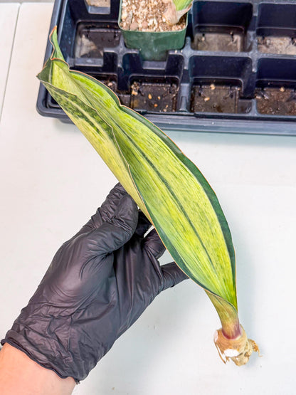 Sansevieria Masoniana Bruda (bb) (15) | Masoniana Var x Eliptica Var