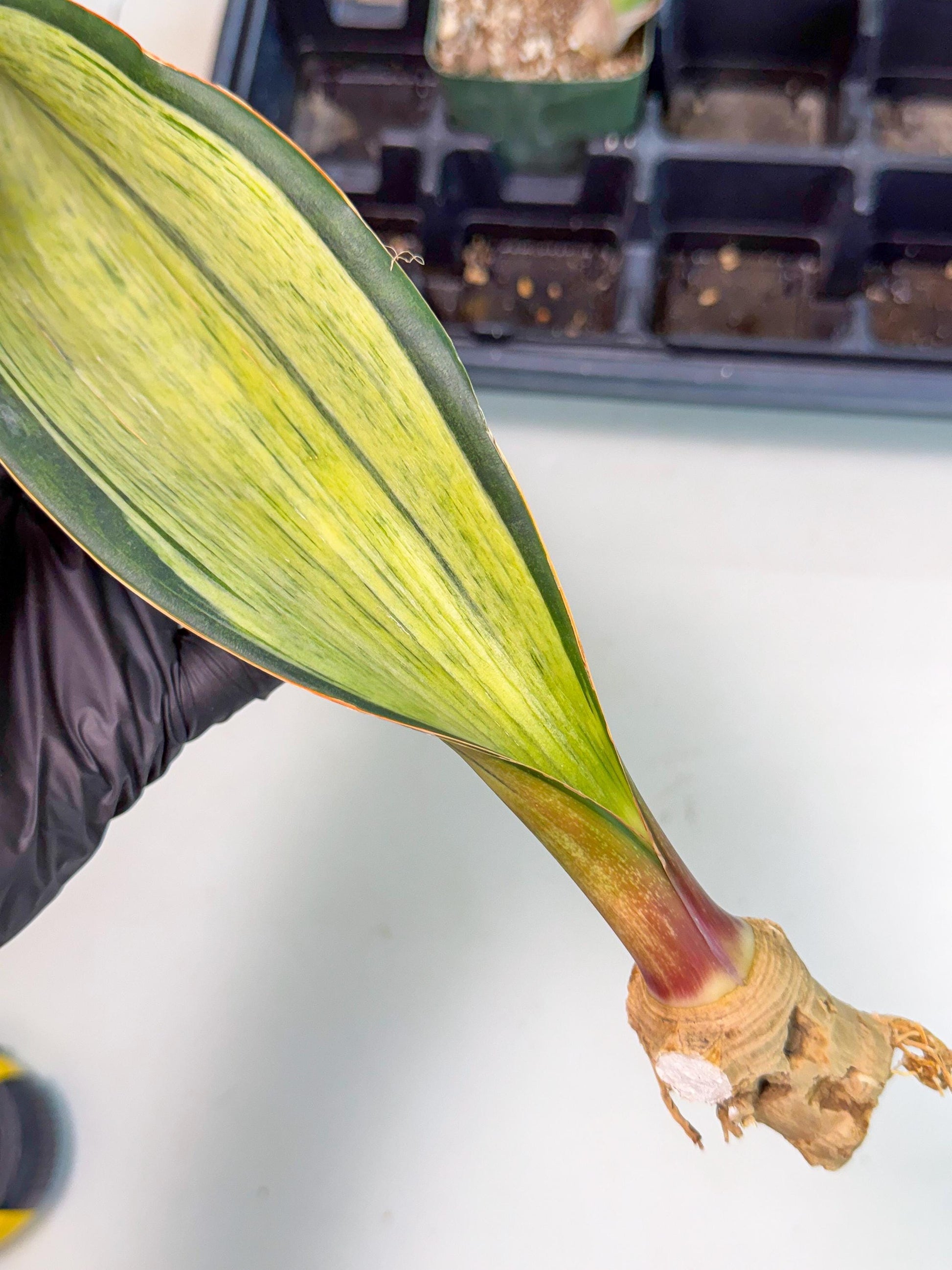 Sansevieria Masoniana Bruda (bb) (15) | Masoniana Var x Eliptica Var
