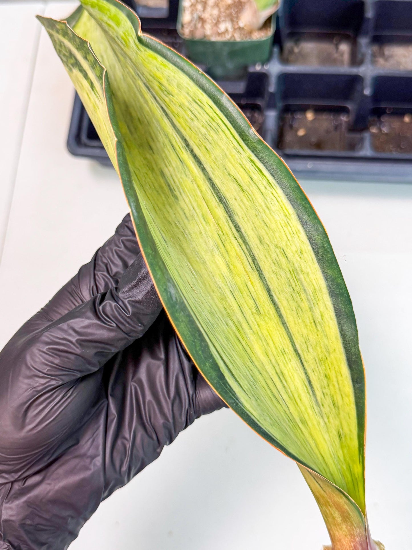 Sansevieria Masoniana Bruda (bb) (15) | Masoniana Var x Eliptica Var