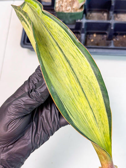 Sansevieria Masoniana Bruda (bb) (15) | Masoniana Var x Eliptica Var