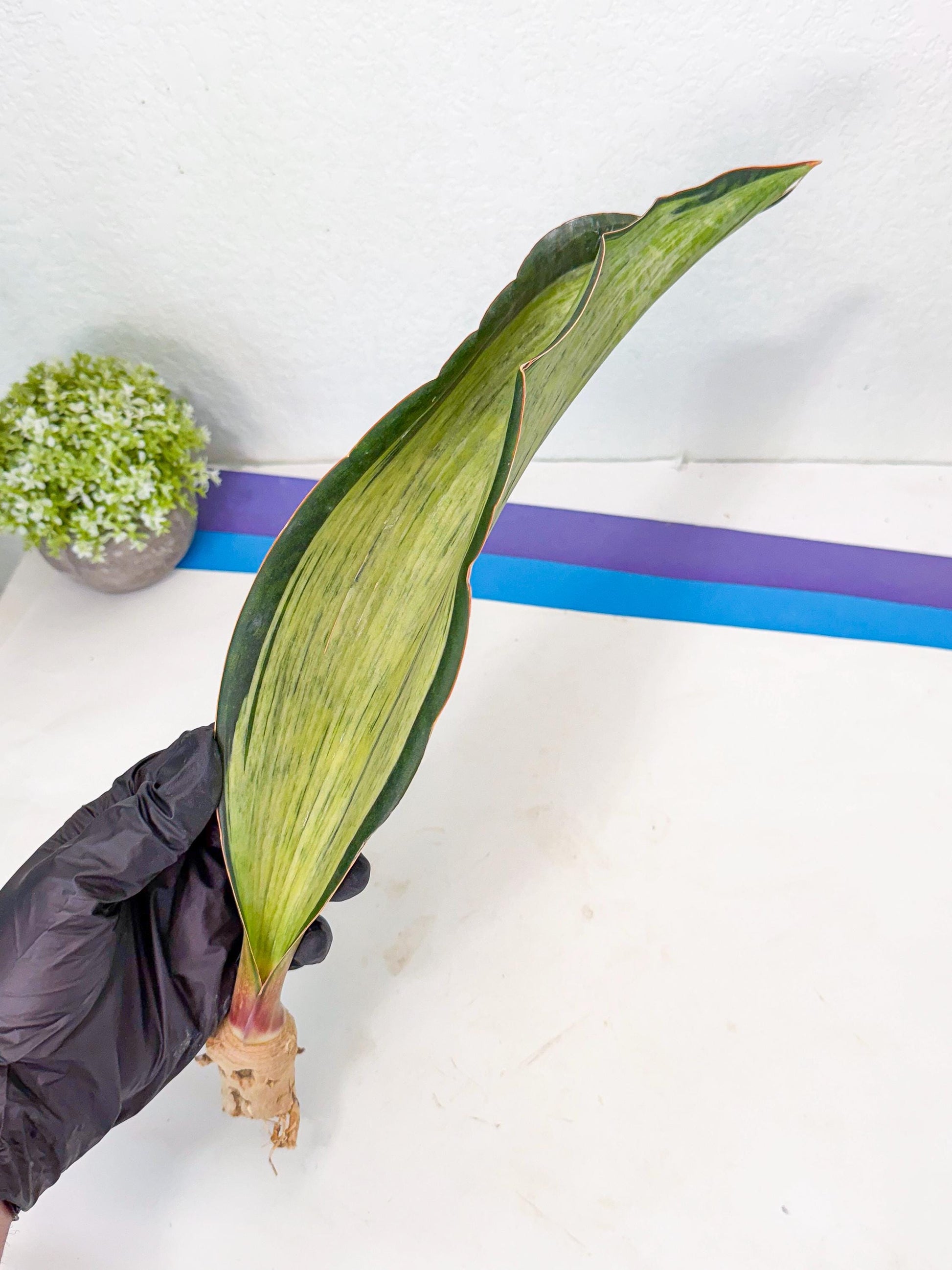 Sansevieria Masoniana Bruda (bb) (15) | Masoniana Var x Eliptica Var