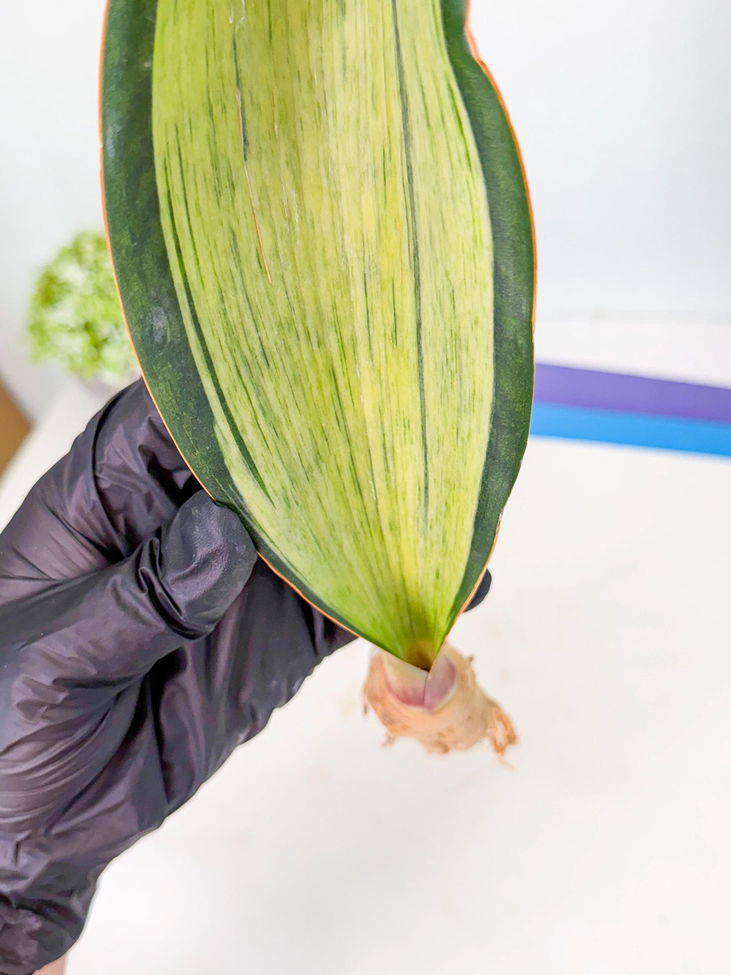 Sansevieria Masoniana Bruda (bb) (15) | Masoniana Var x Eliptica Var