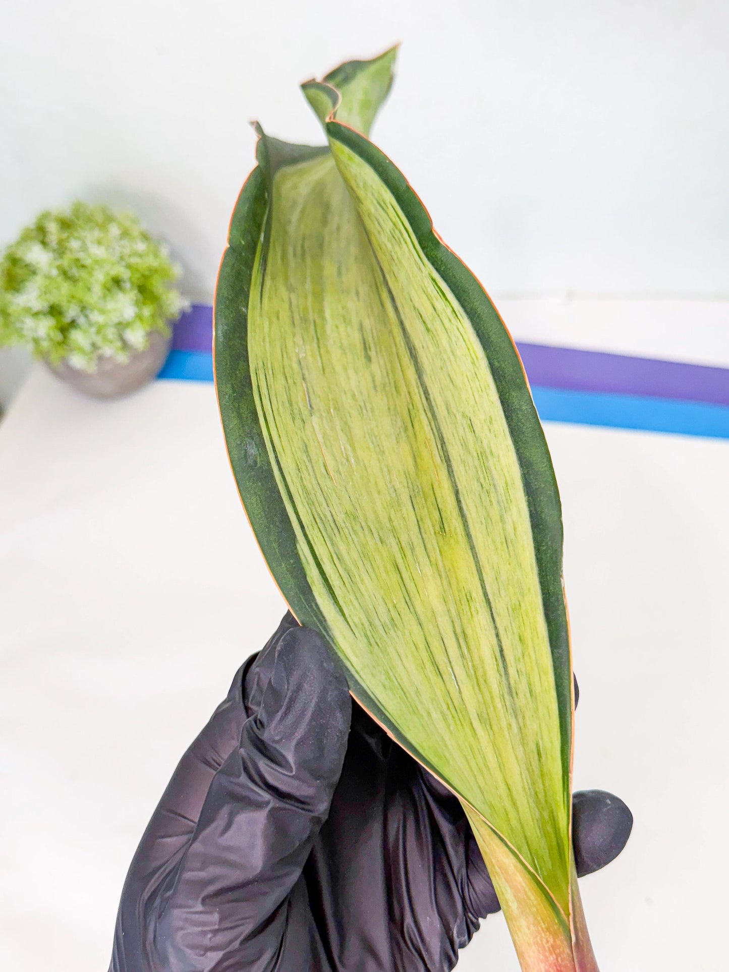 Sansevieria Masoniana Bruda (bb) (15) | Masoniana Var x Eliptica Var