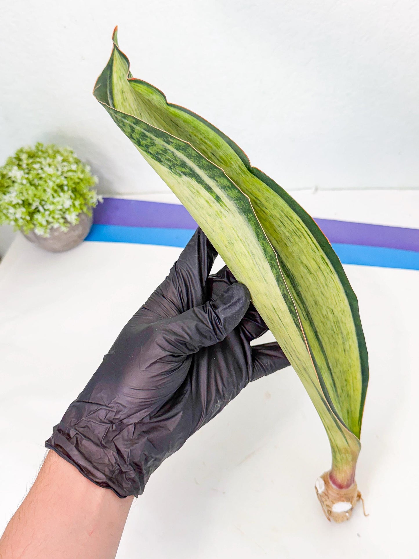 Sansevieria Masoniana Bruda (bb) (15) | Masoniana Var x Eliptica Var