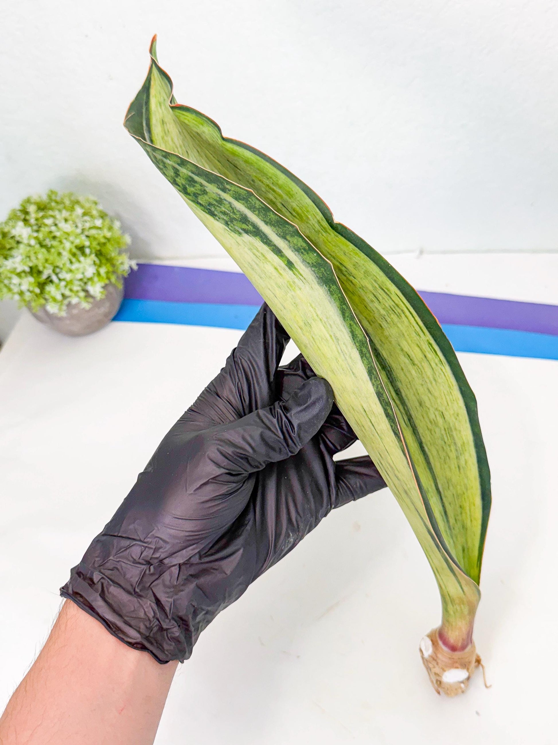 Sansevieria Masoniana Bruda (bb) (15) | Masoniana Var x Eliptica Var