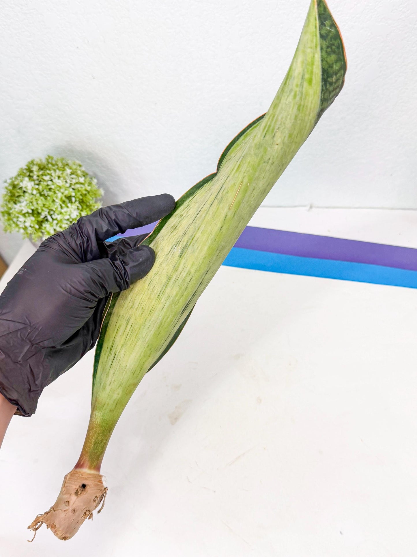 Sansevieria Masoniana Bruda (bb) (15) | Masoniana Var x Eliptica Var