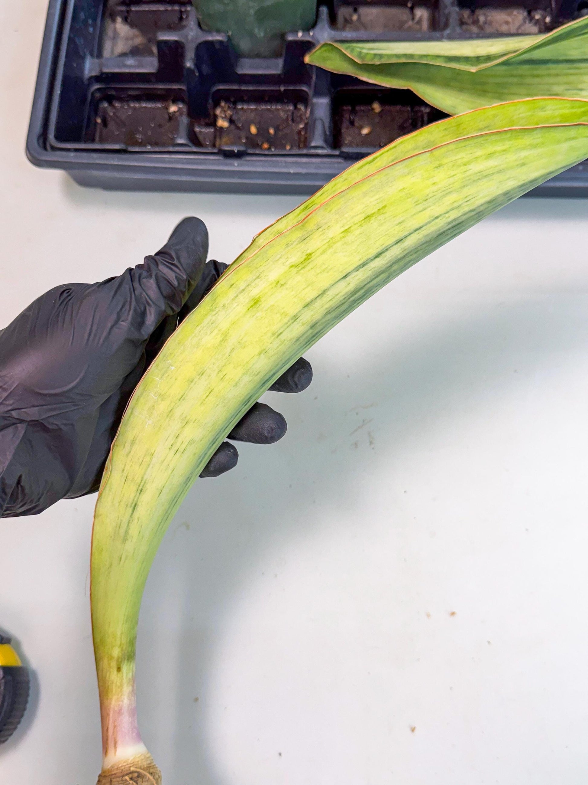 Sansevieria Masoniana Bruda (bb) (16) | Masoniana Var x Eliptica Var