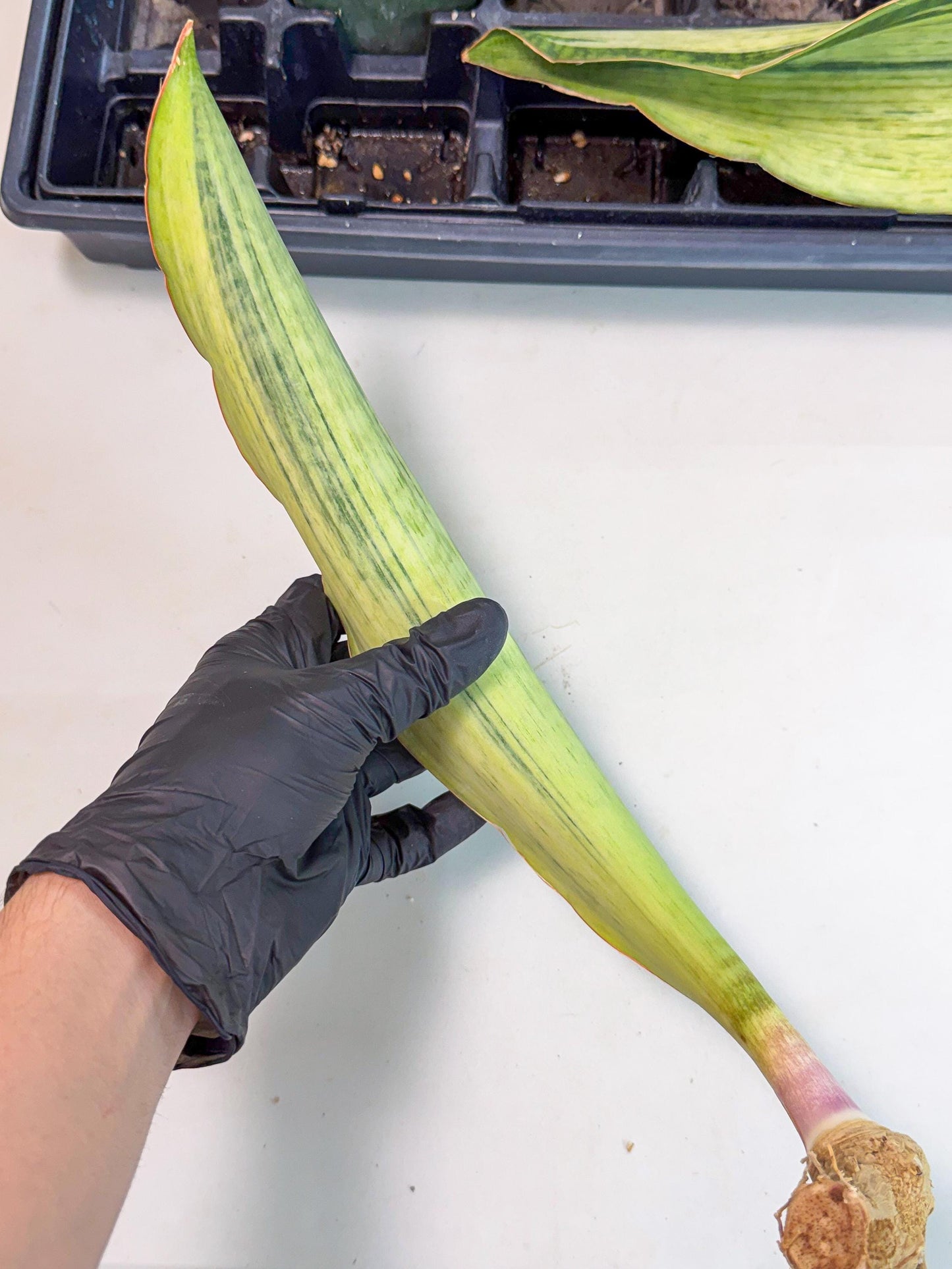 Sansevieria Masoniana Bruda (bb) (16) | Masoniana Var x Eliptica Var