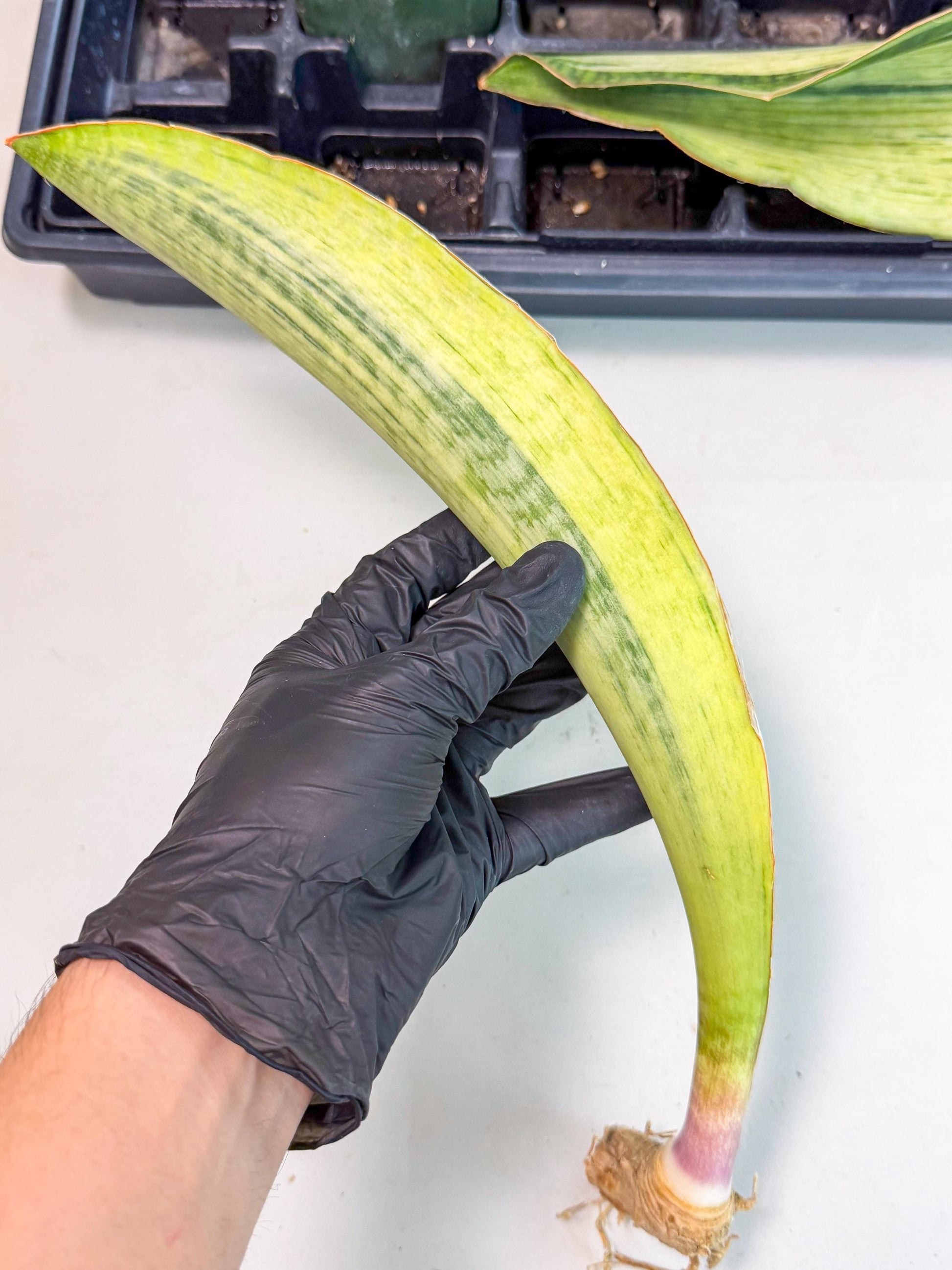 Sansevieria Masoniana Bruda (bb) (16) | Masoniana Var x Eliptica Var