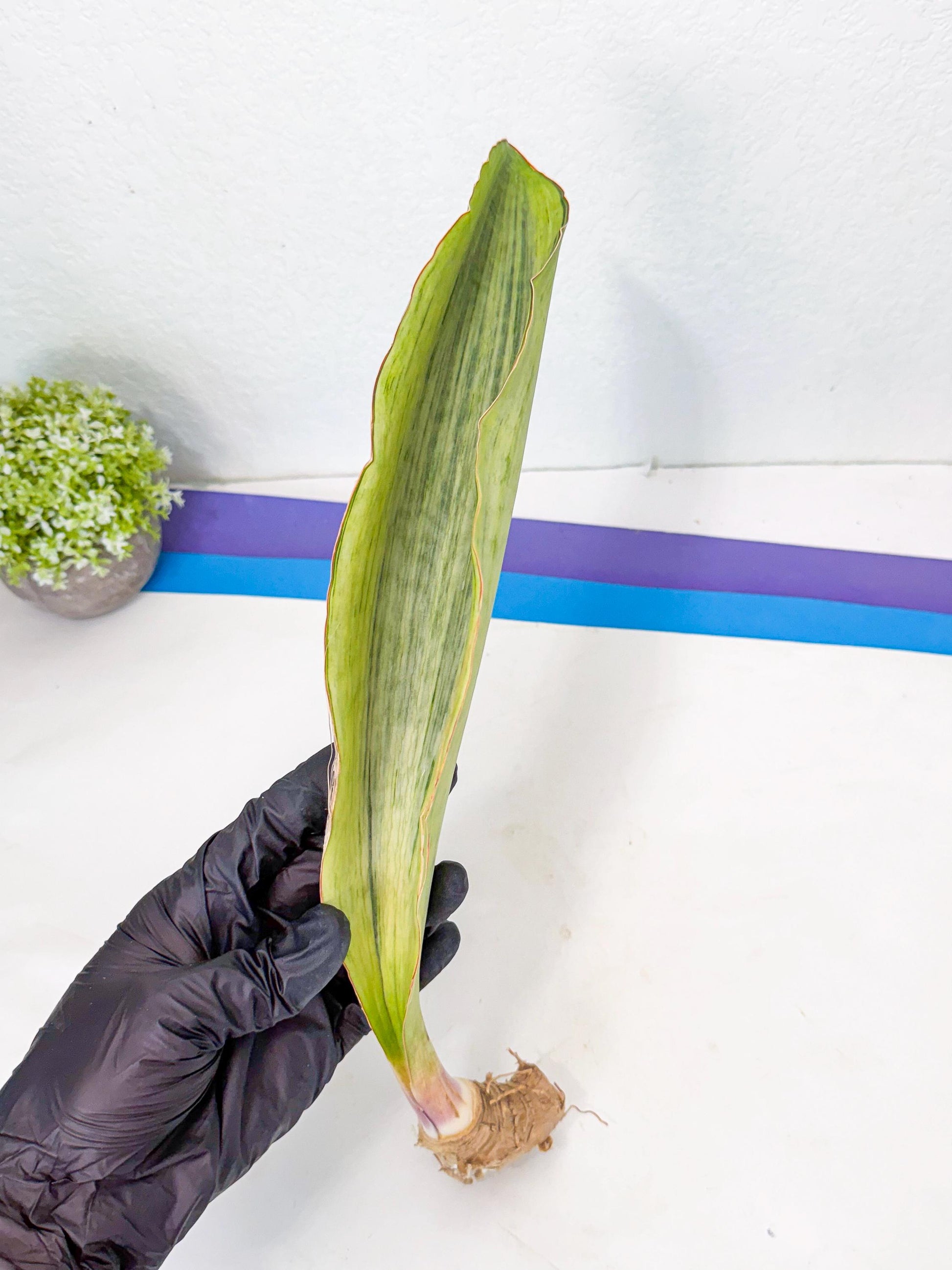 Sansevieria Masoniana Bruda (bb) (16) | Masoniana Var x Eliptica Var