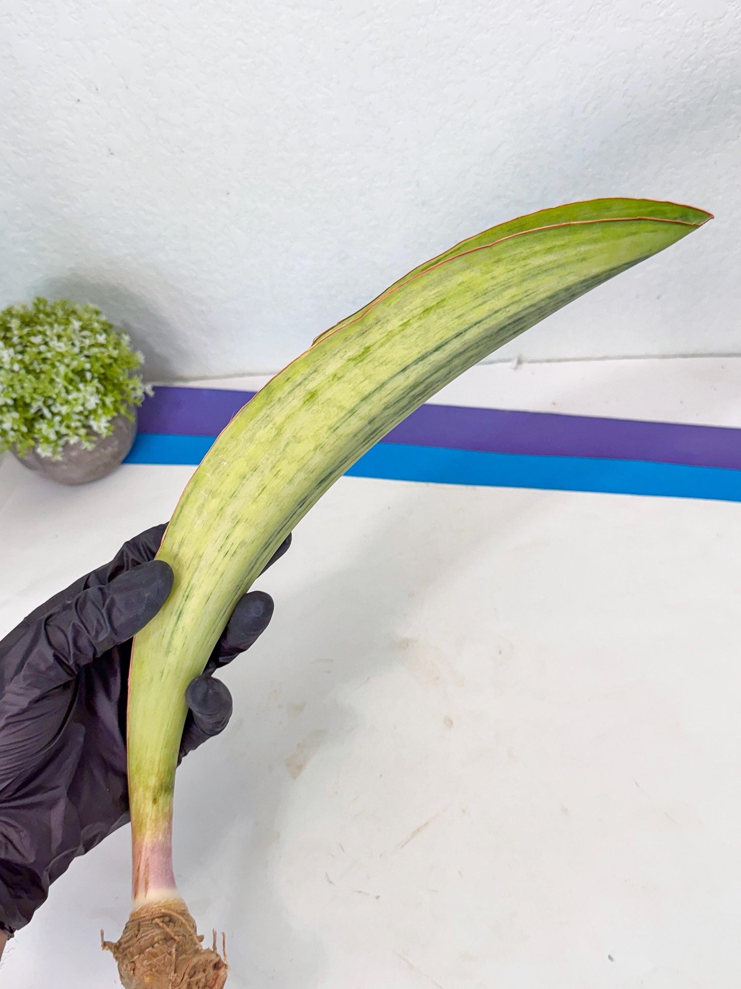 Sansevieria Masoniana Bruda (bb) (16) | Masoniana Var x Eliptica Var