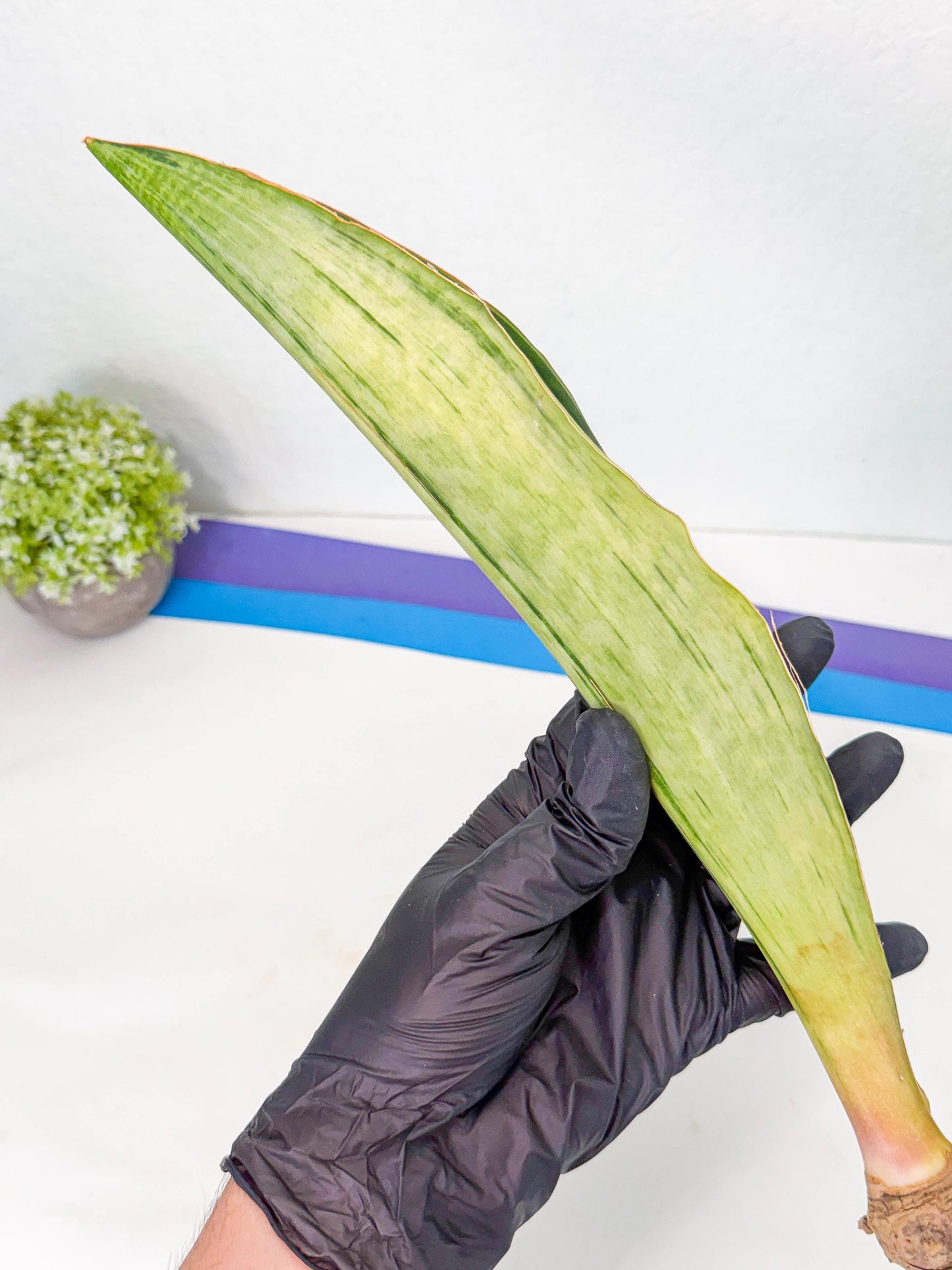 Sansevieria Masoniana Bruda (bb) (17) | Masoniana Var x Eliptica Var