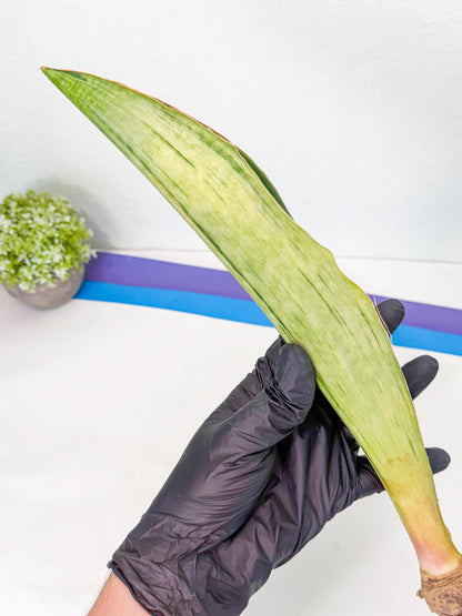 Sansevieria Masoniana Bruda (bb) (17) | Masoniana Var x Eliptica Var