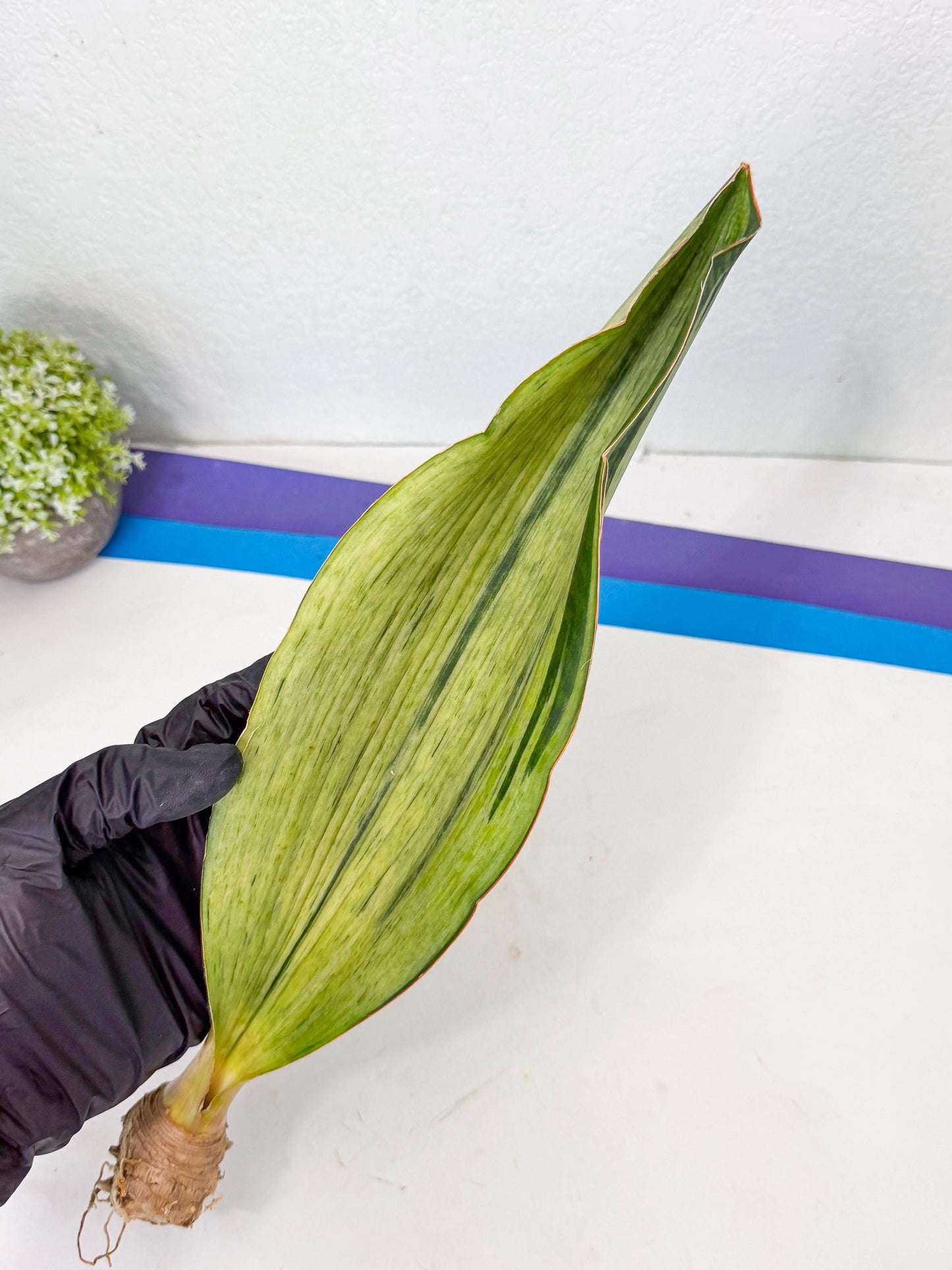Sansevieria Masoniana Bruda (bb) (17) | Masoniana Var x Eliptica Var