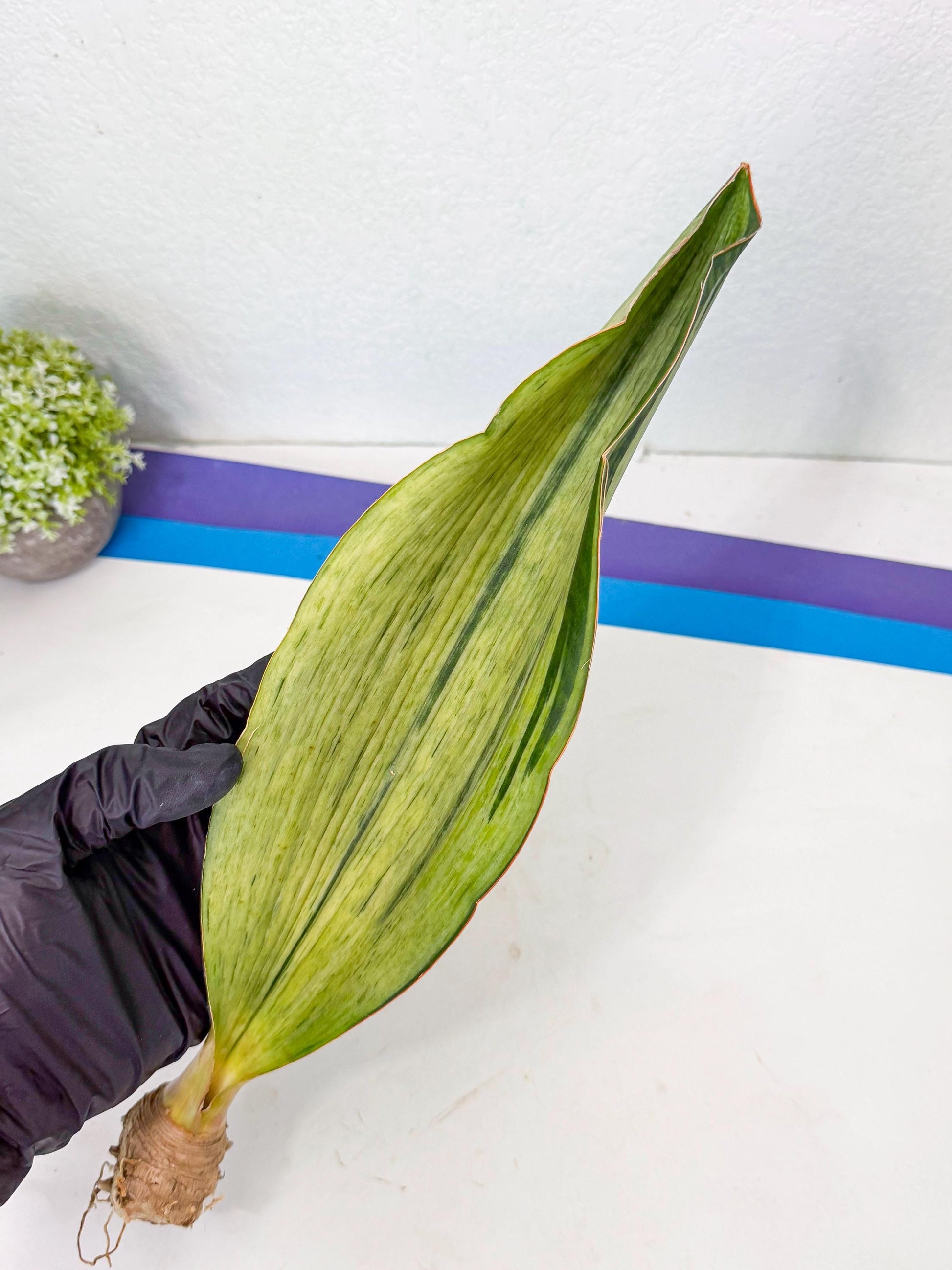 Sansevieria Masoniana Bruda (bb) (17) | Masoniana Var x Eliptica Var