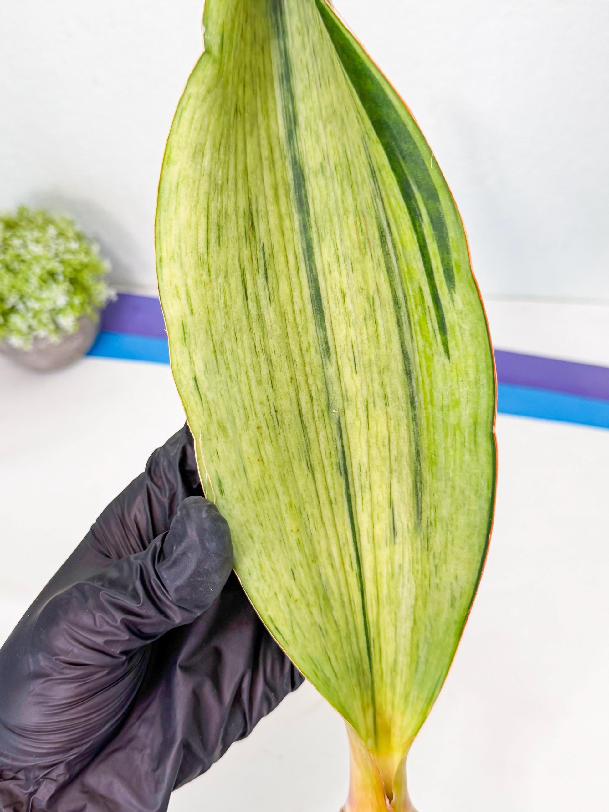 Sansevieria Masoniana Bruda (bb) (17) | Masoniana Var x Eliptica Var