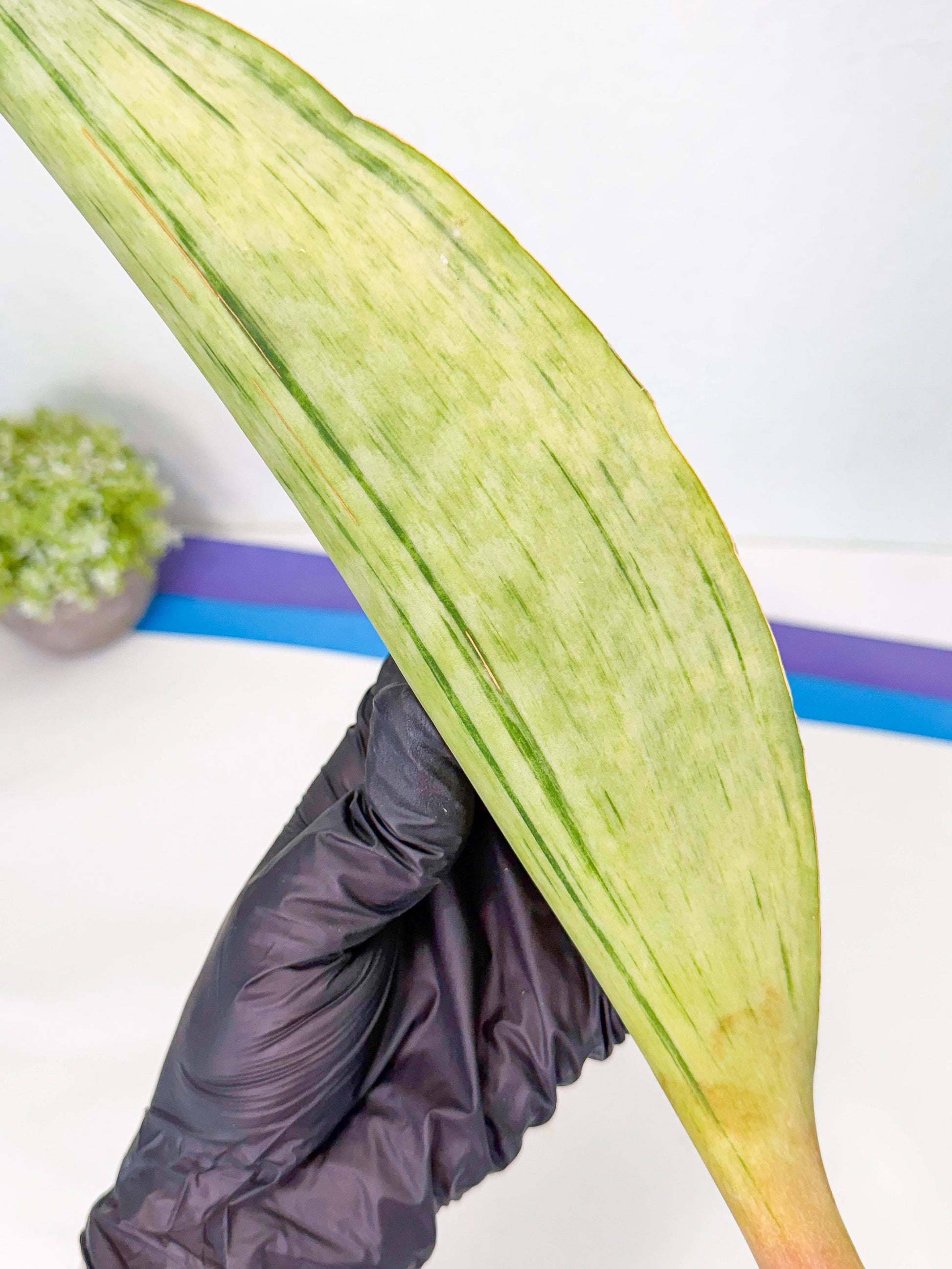 Sansevieria Masoniana Bruda (bb) (17) | Masoniana Var x Eliptica Var