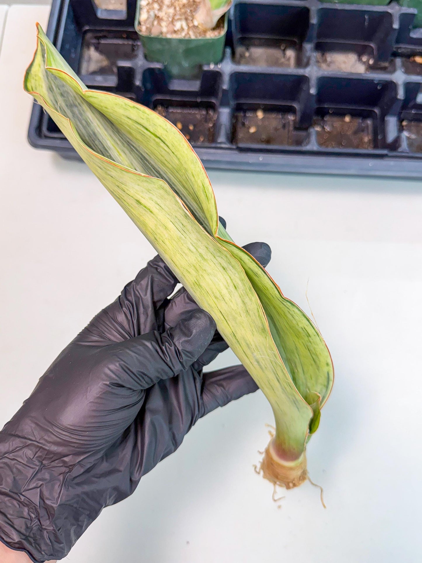 Sansevieria Masoniana Bruda (bb) (18) | Masoniana Var x Eliptica Var
