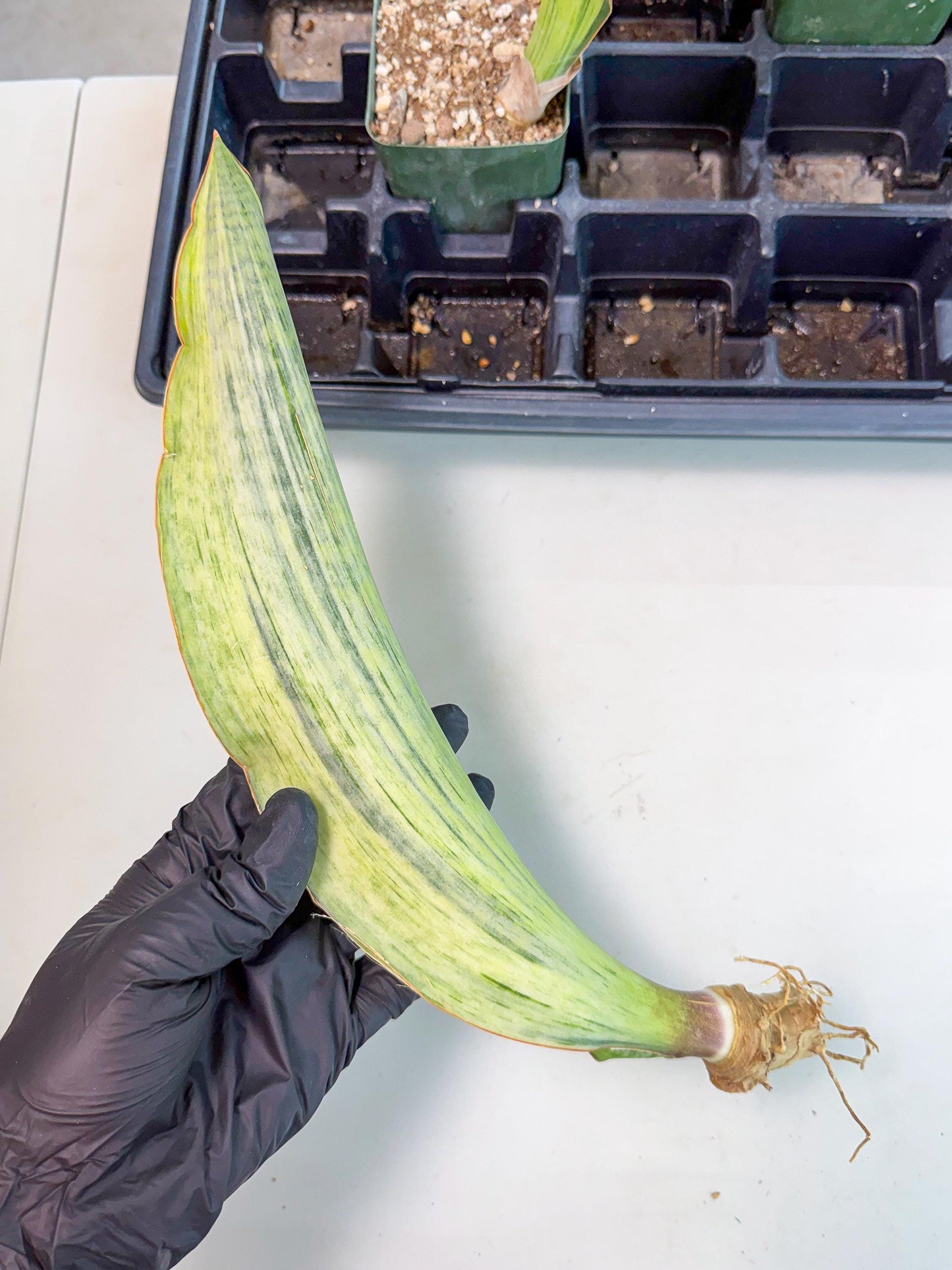 Sansevieria Masoniana Bruda (bb) (18) | Masoniana Var x Eliptica Var
