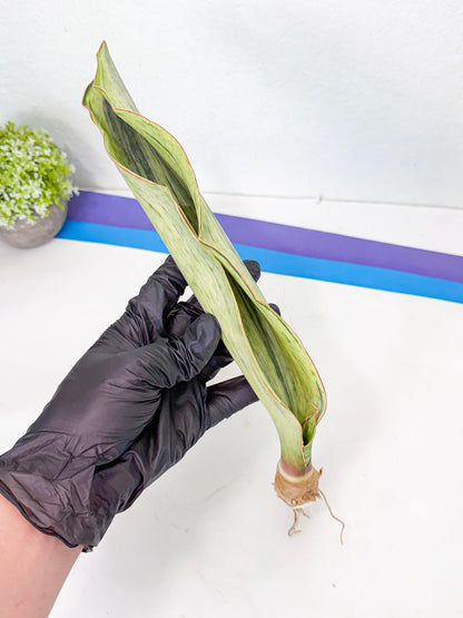 Sansevieria Masoniana Bruda (bb) (18) | Masoniana Var x Eliptica Var