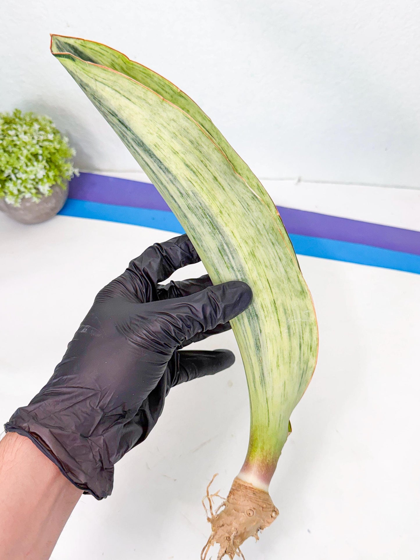 Sansevieria Masoniana Bruda (bb) (18) | Masoniana Var x Eliptica Var