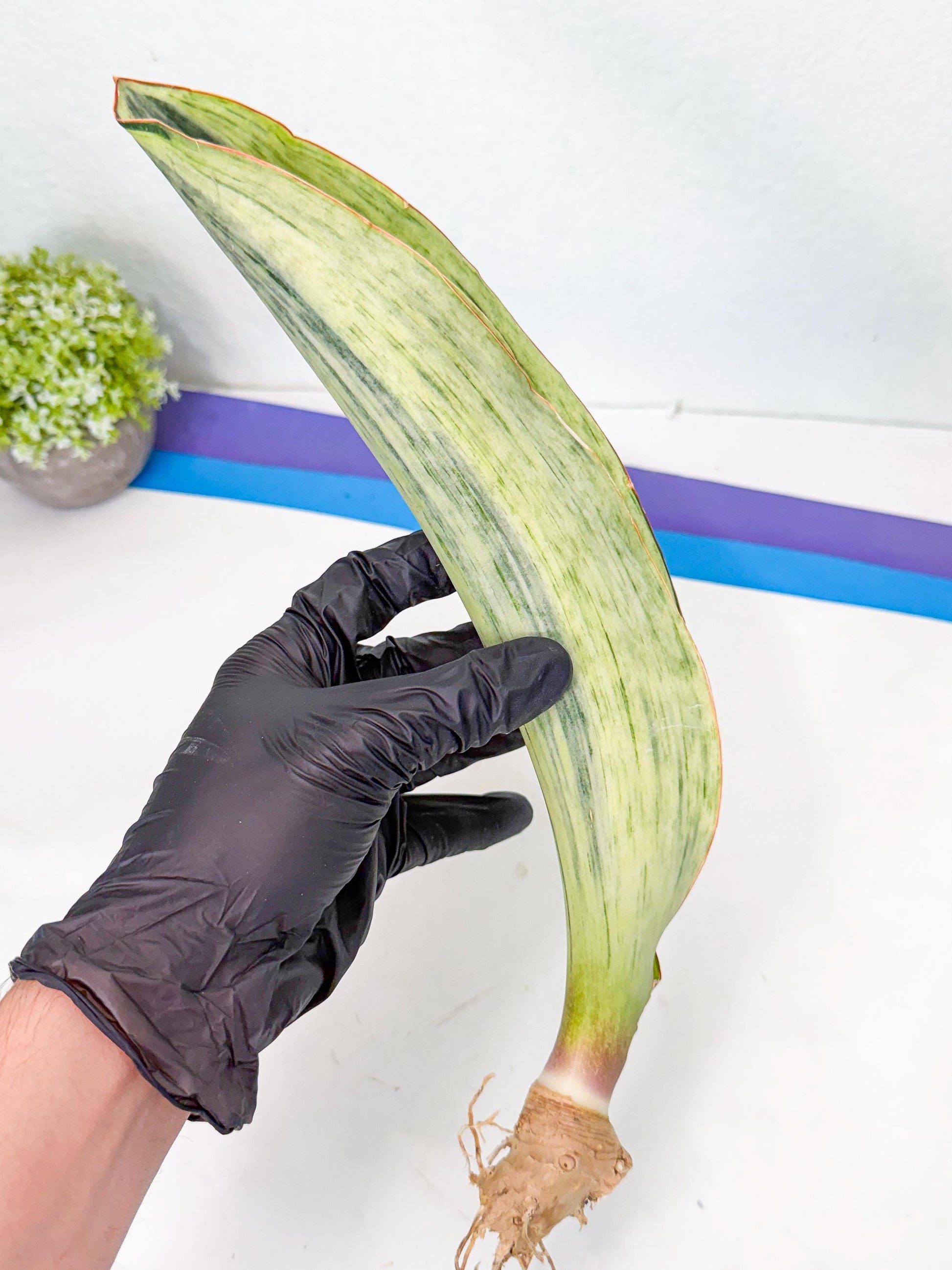 Sansevieria Masoniana Bruda (bb) (18) | Masoniana Var x Eliptica Var