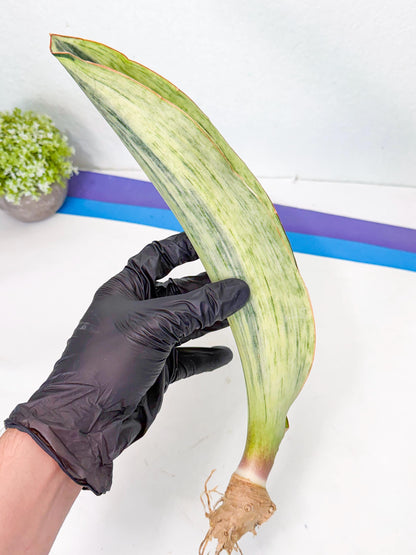 Sansevieria Masoniana Bruda (bb) (18) | Masoniana Var x Eliptica Var