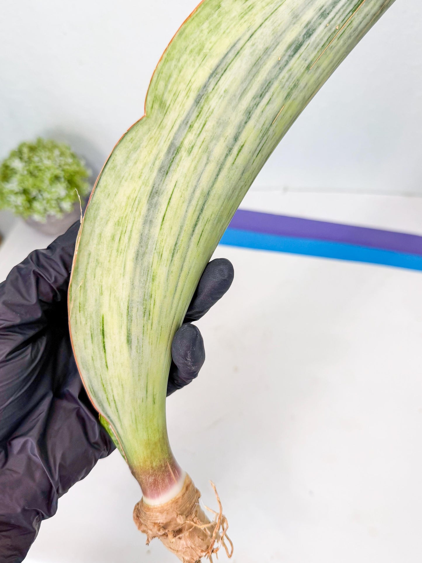 Sansevieria Masoniana Bruda (bb) (18) | Masoniana Var x Eliptica Var