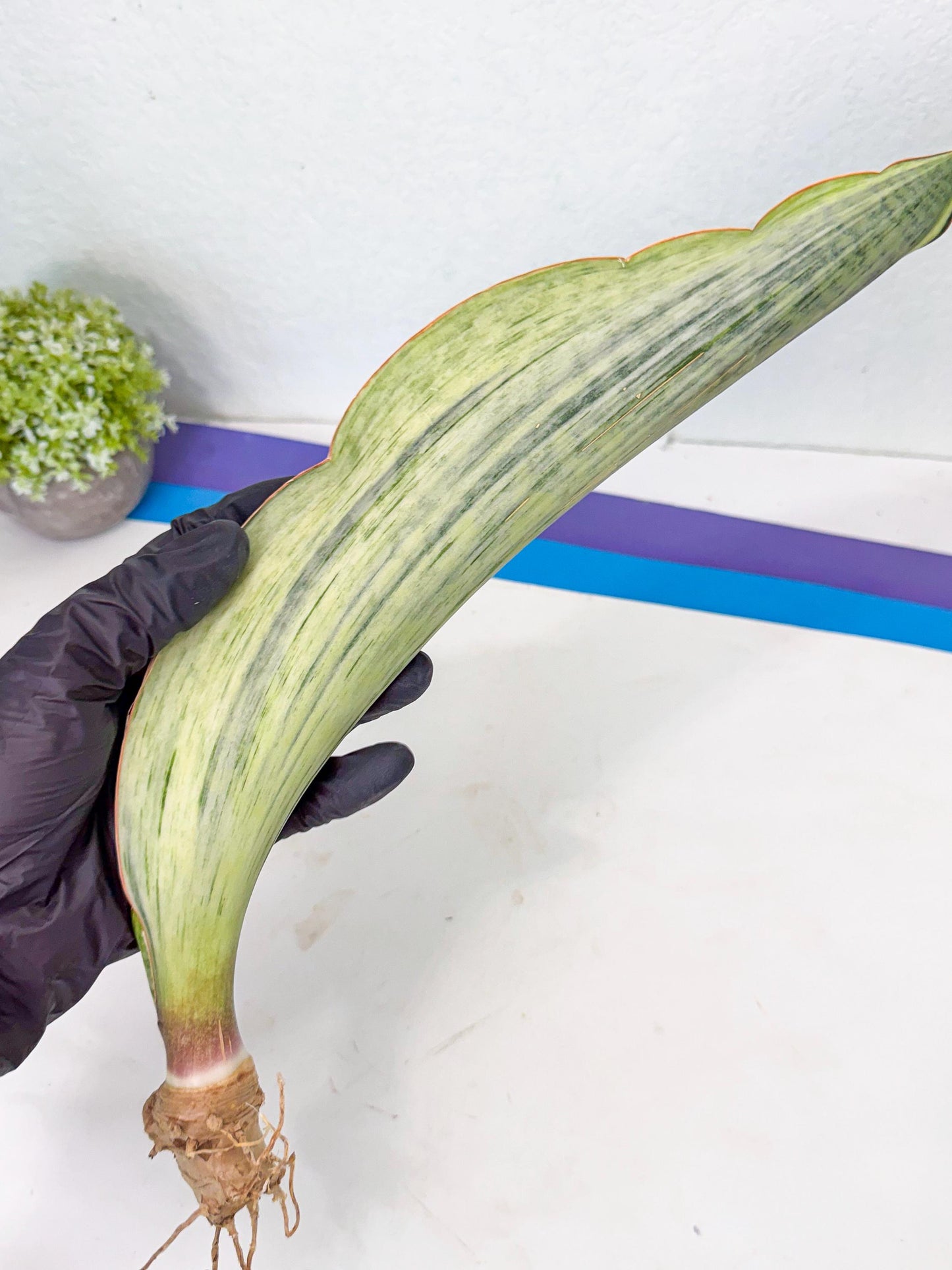 Sansevieria Masoniana Bruda (bb) (18) | Masoniana Var x Eliptica Var