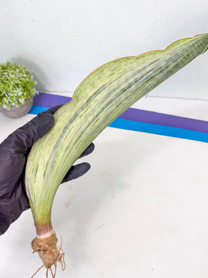 Sansevieria Masoniana Bruda (bb) (18) | Masoniana Var x Eliptica Var