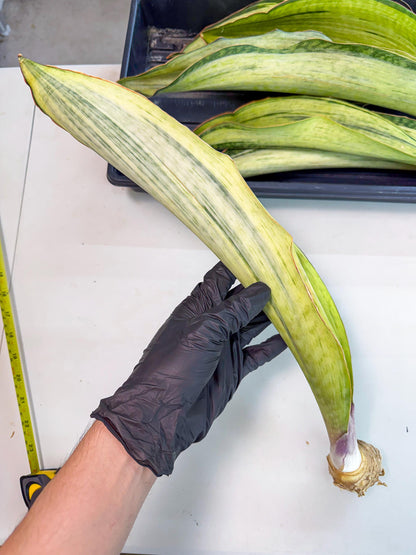 Sansevieria Masoniana Bruda (rr) (1) | Masoniana Var x Eliptica Var