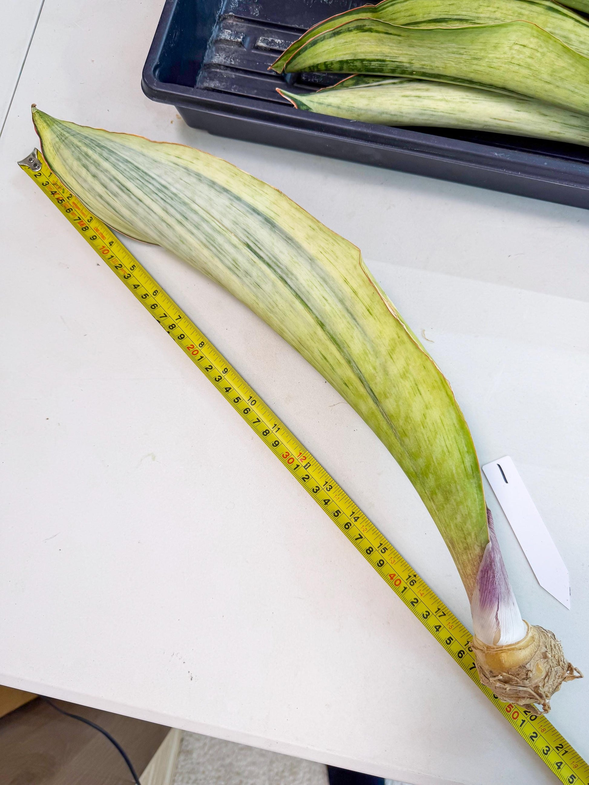 Sansevieria Masoniana Bruda (rr) (1) | Masoniana Var x Eliptica Var