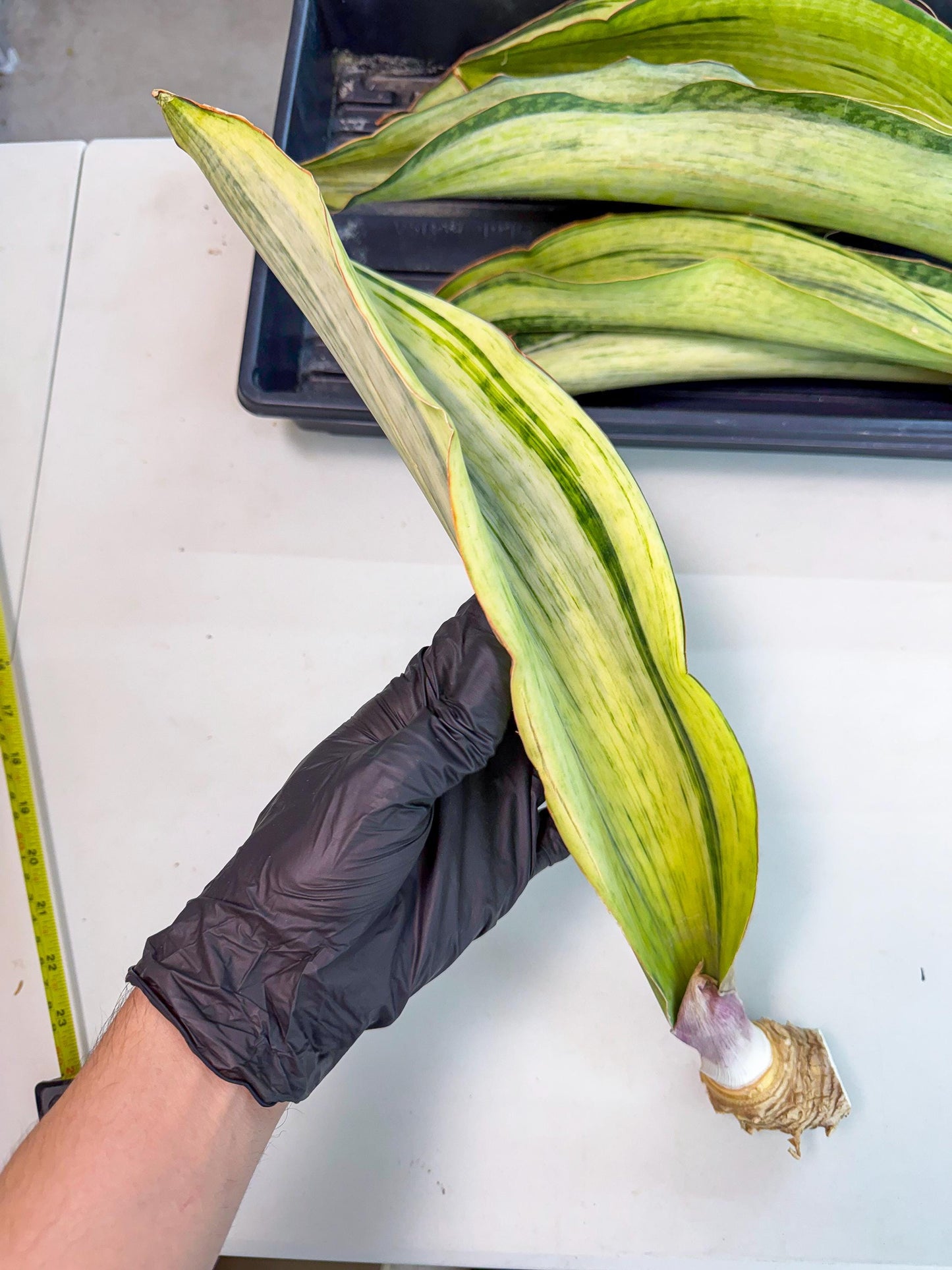 Sansevieria Masoniana Bruda (rr) (1) | Masoniana Var x Eliptica Var