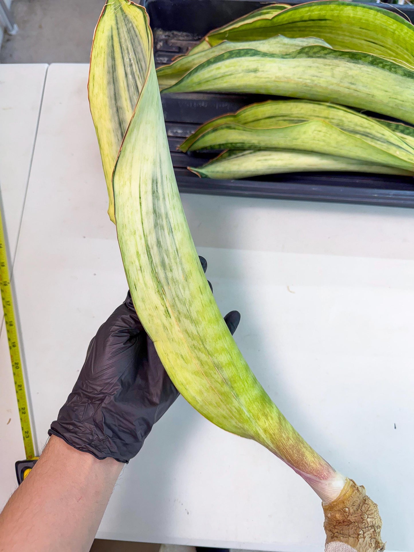Sansevieria Masoniana Bruda (rr) (1) | Masoniana Var x Eliptica Var