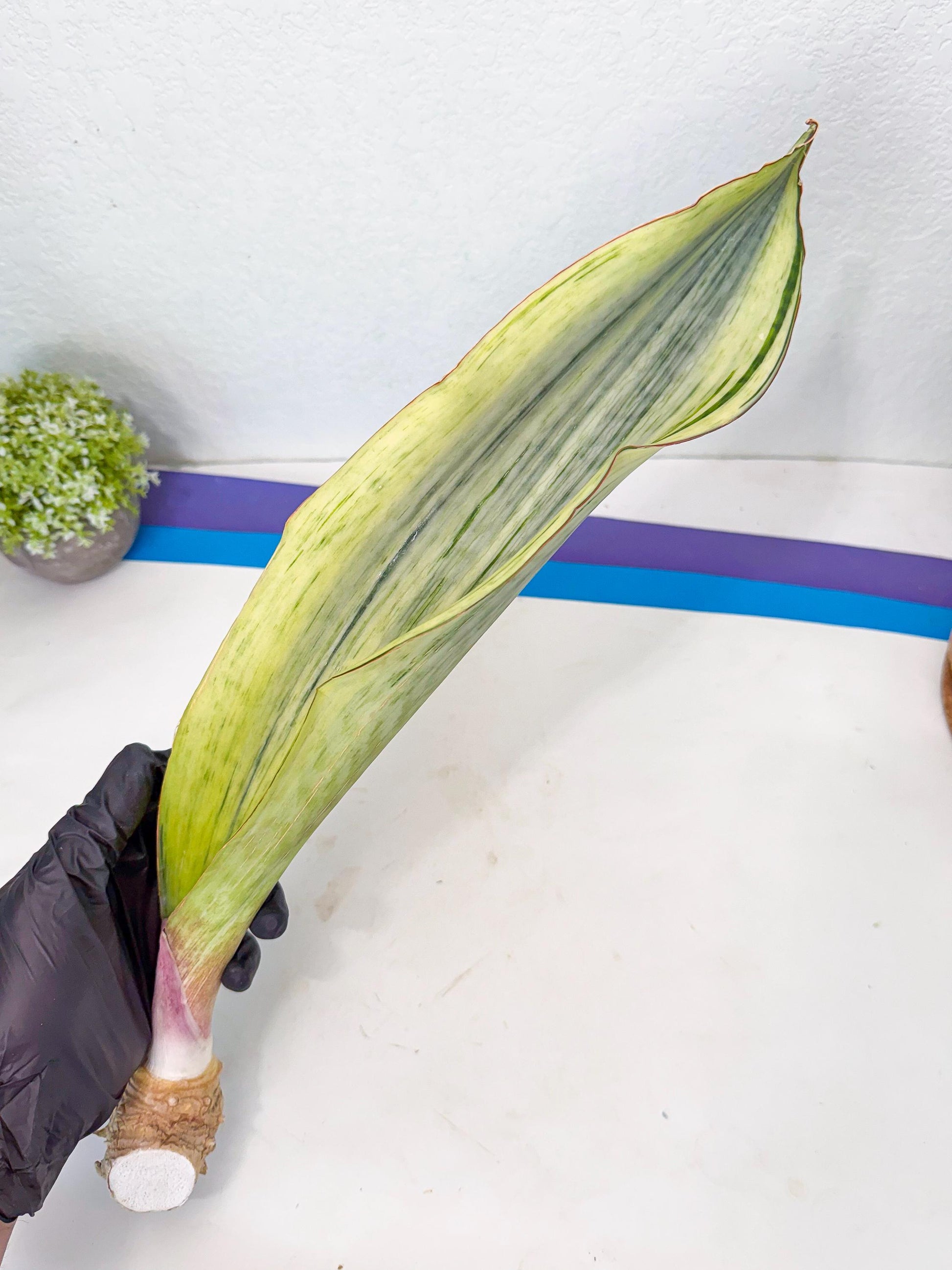 Sansevieria Masoniana Bruda (rr) (1) | Masoniana Var x Eliptica Var