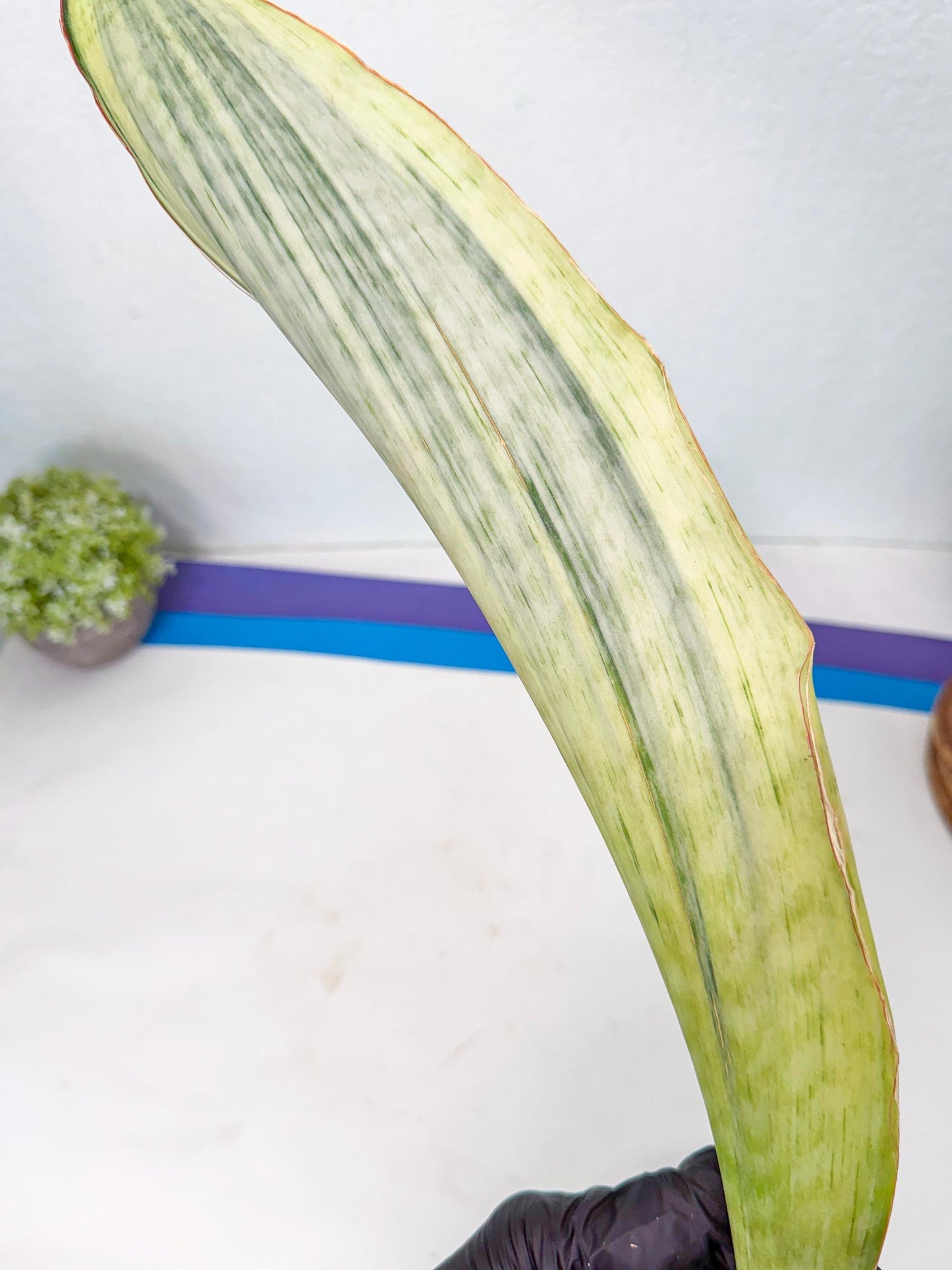 Sansevieria Masoniana Bruda (rr) (1) | Masoniana Var x Eliptica Var