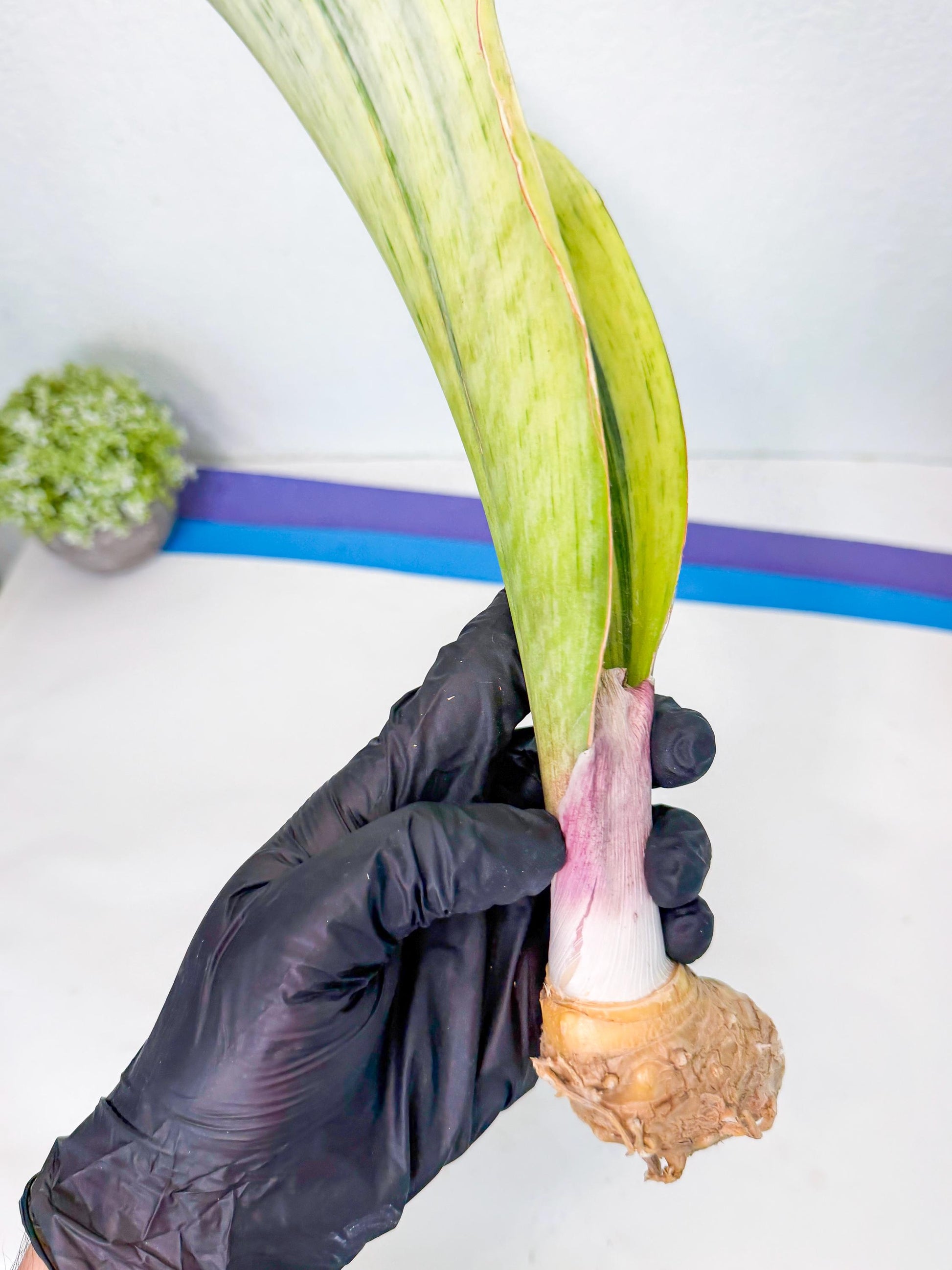 Sansevieria Masoniana Bruda (rr) (1) | Masoniana Var x Eliptica Var