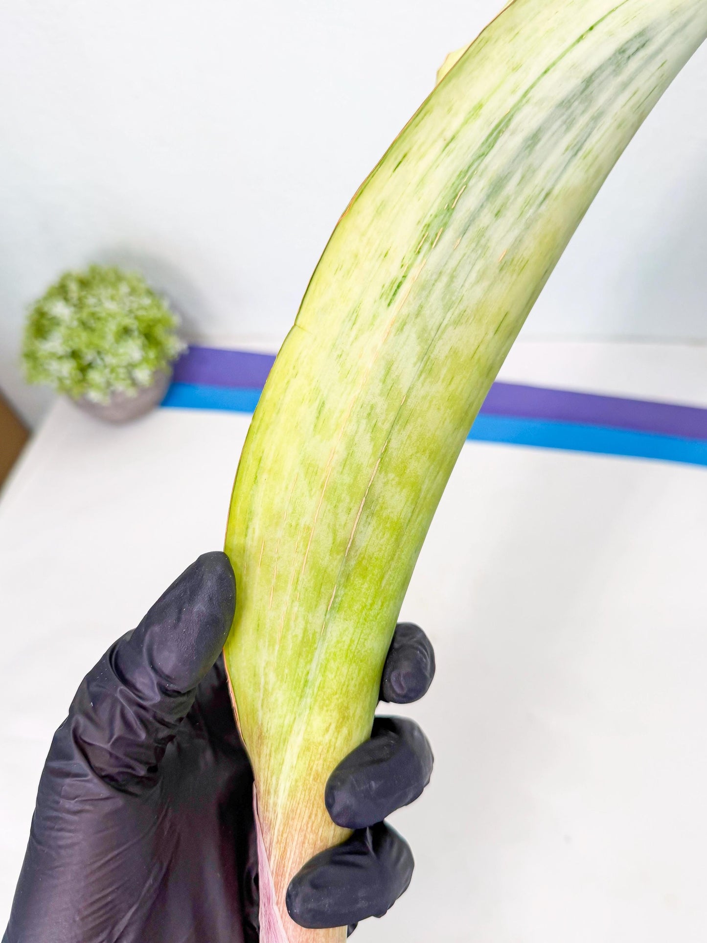 Sansevieria Masoniana Bruda (rr) (1) | Masoniana Var x Eliptica Var