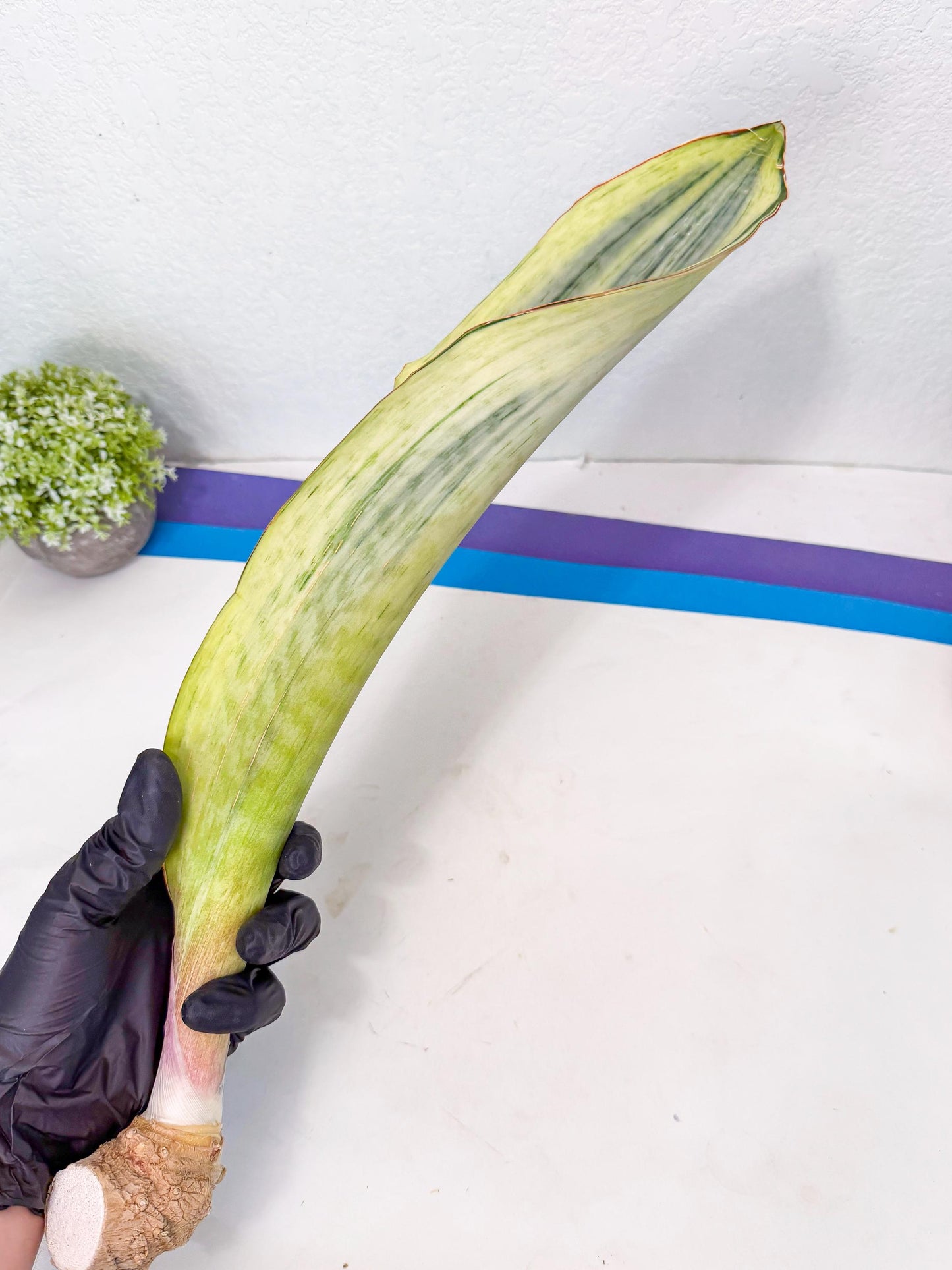 Sansevieria Masoniana Bruda (rr) (1) | Masoniana Var x Eliptica Var